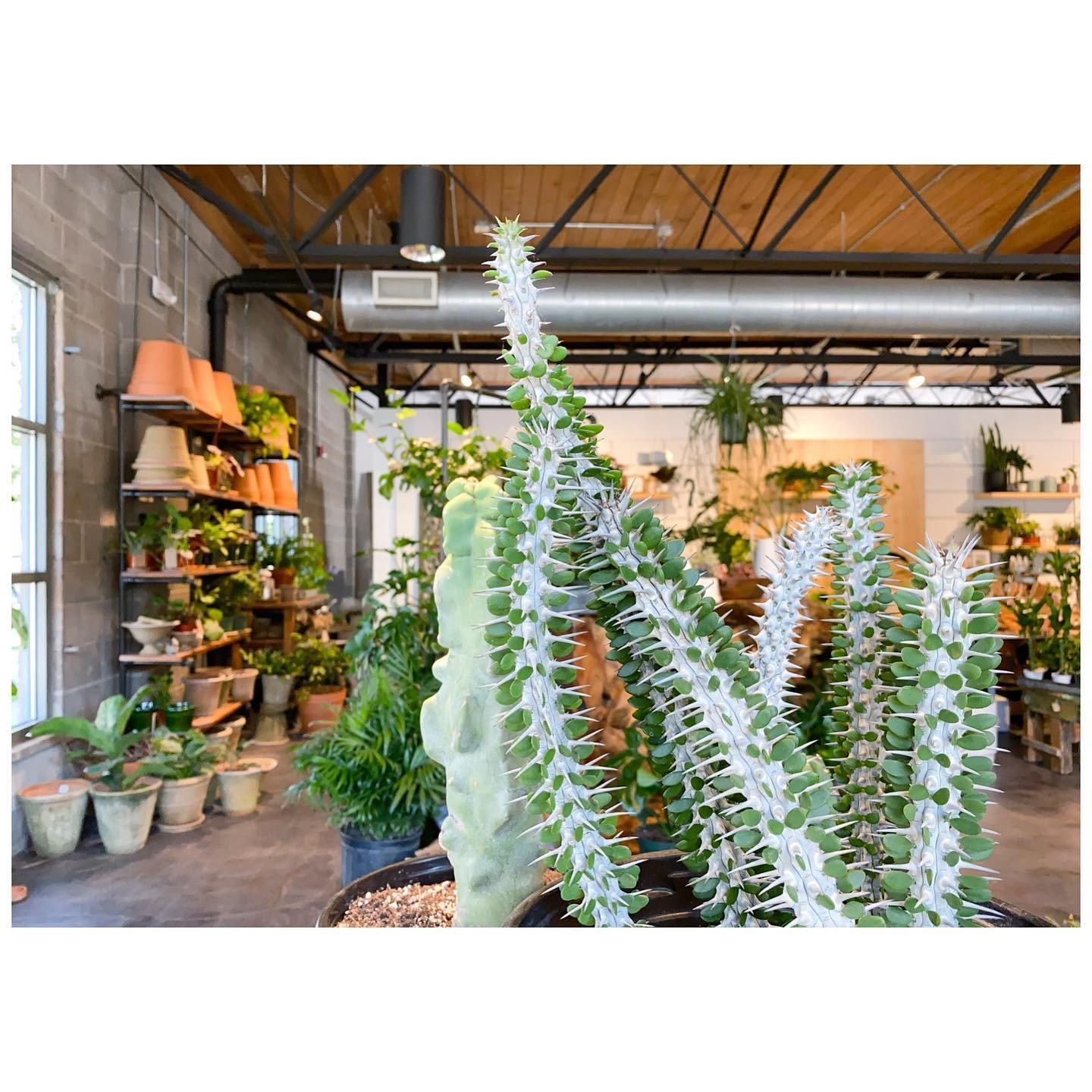 Trailing plant in the foreground of a bright shop filled with greenery