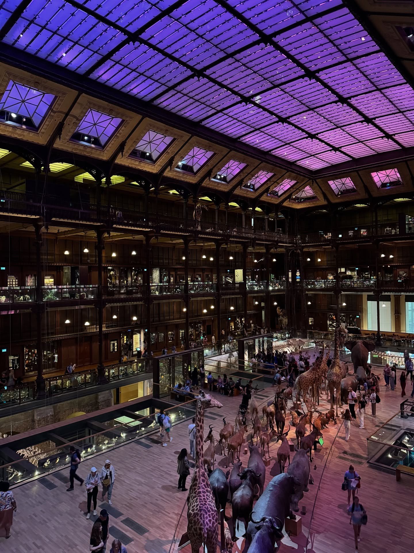Grand museum hall beneath a purple illuminated glazed roof