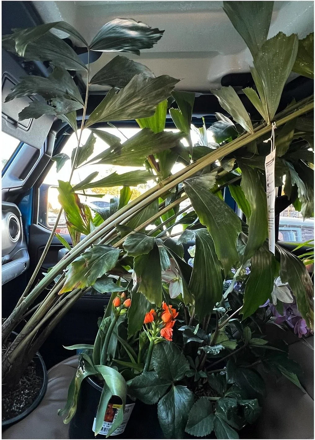 Close-up of leafy plants gathered together for a garden project