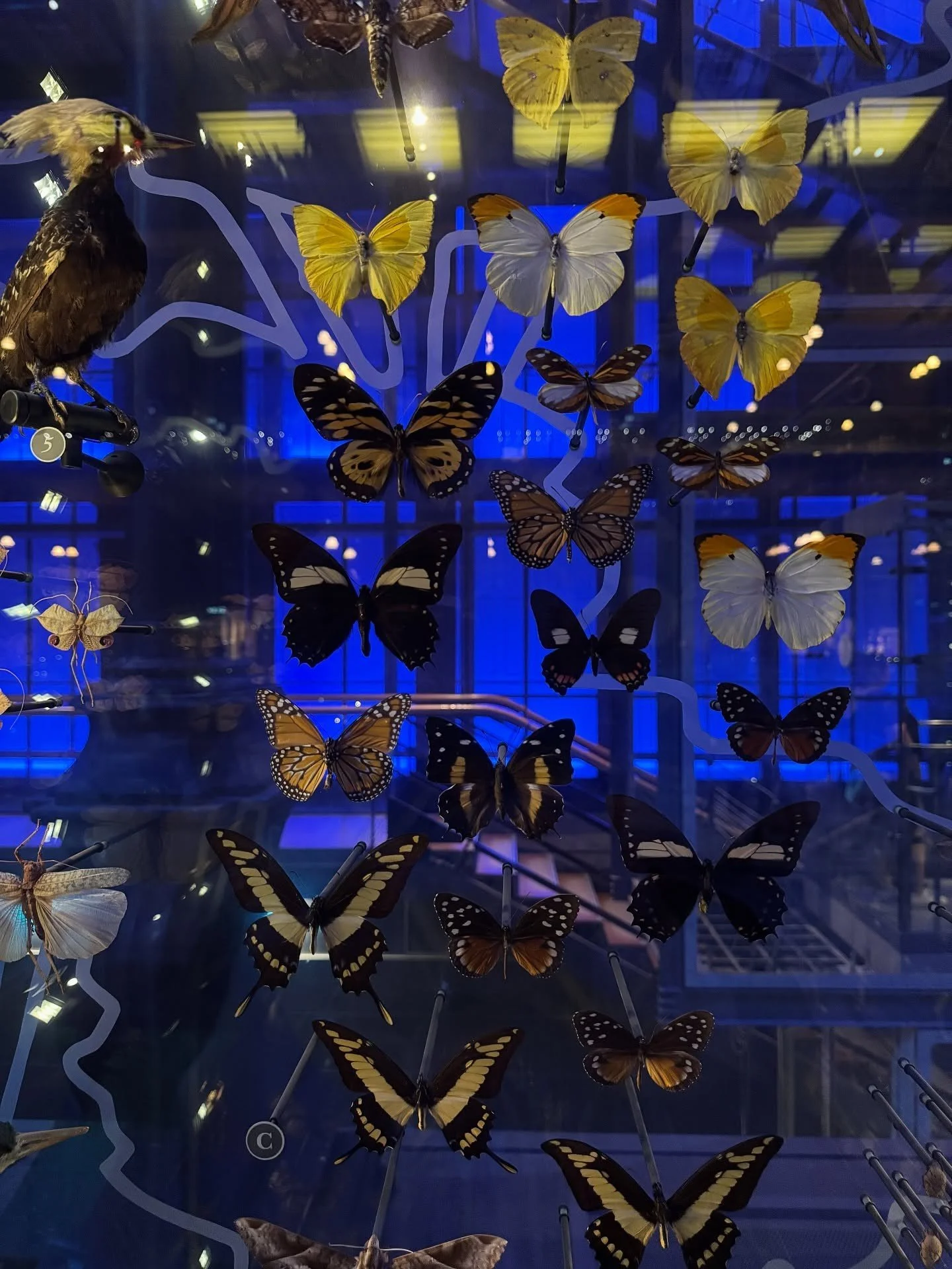 Butterfly specimens arranged in a blue-lit glass display