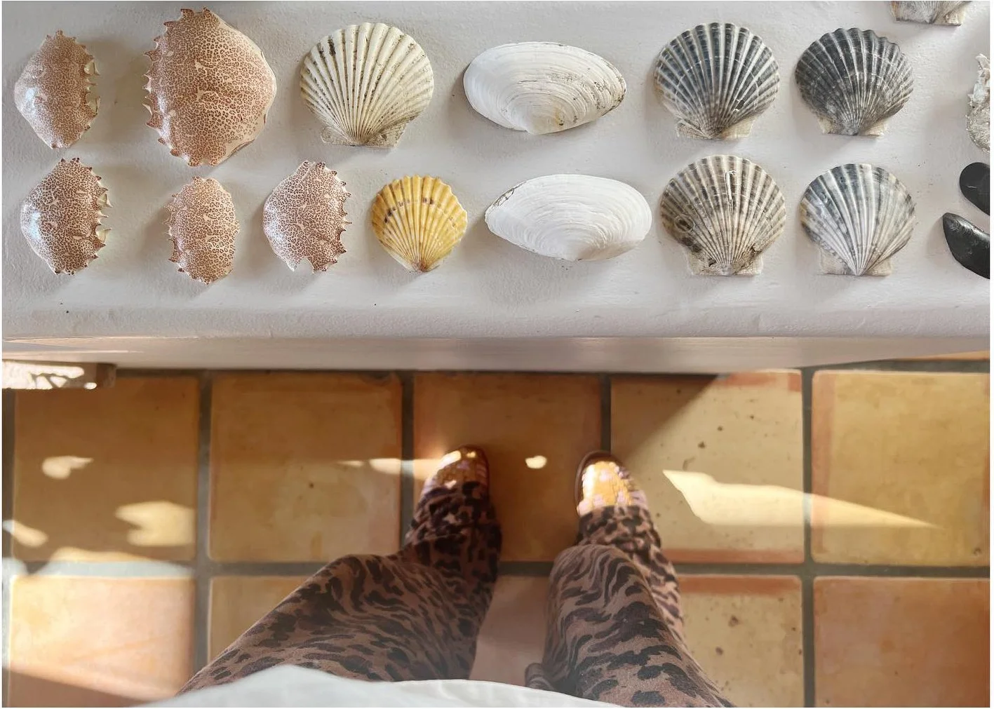 Collected pale seashells arranged in rows on a white tray
