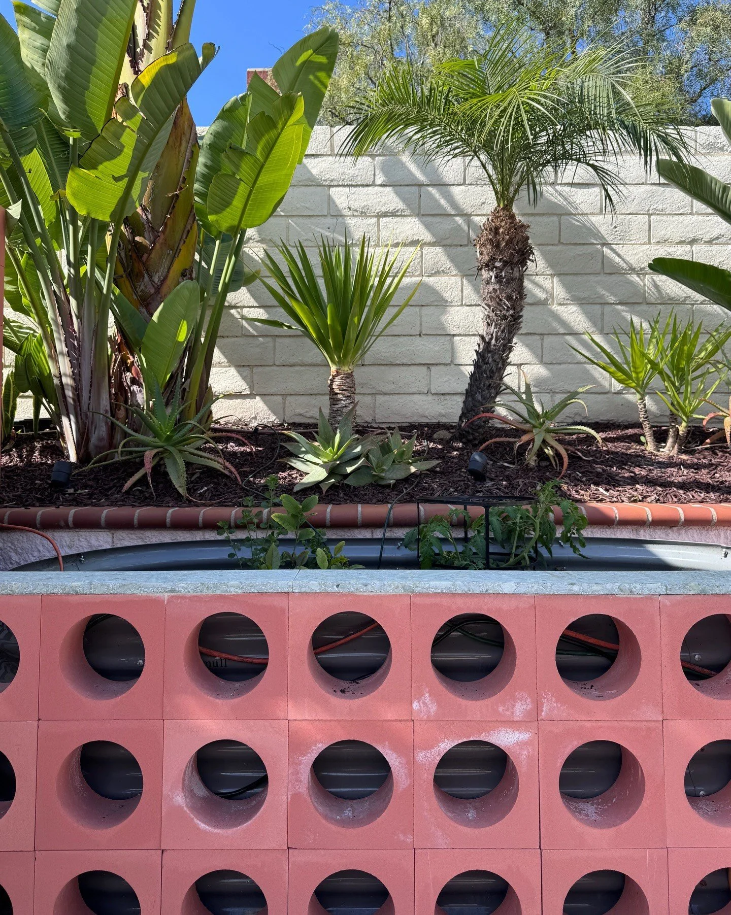 Tropical planting behind a pink perforated concrete wall