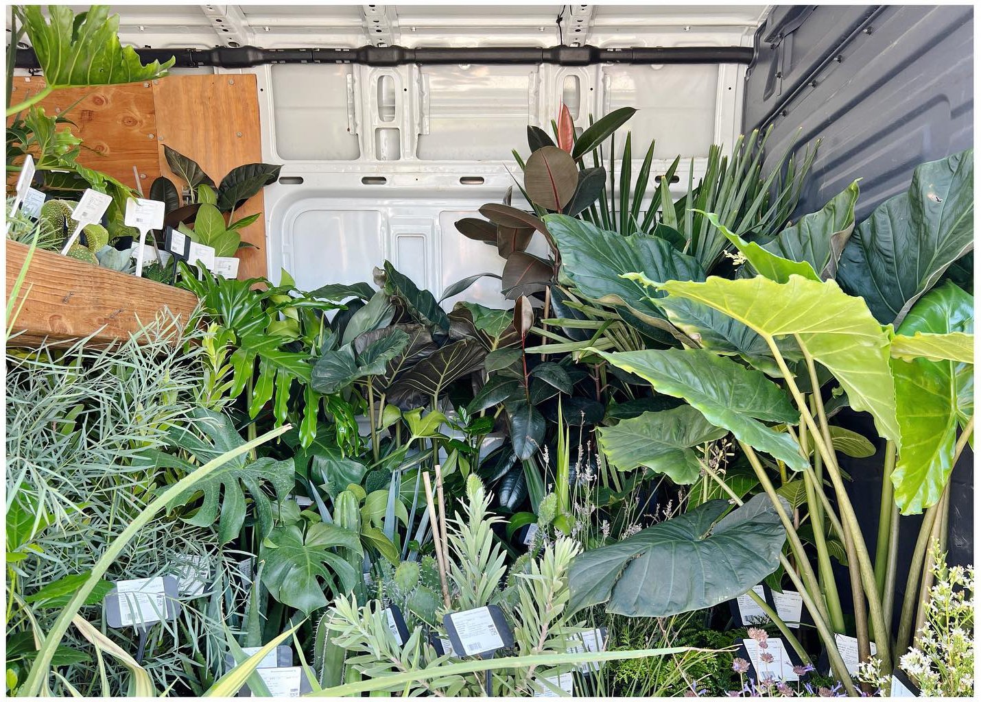 Dense tropical plants and large textured leaves at a nursery