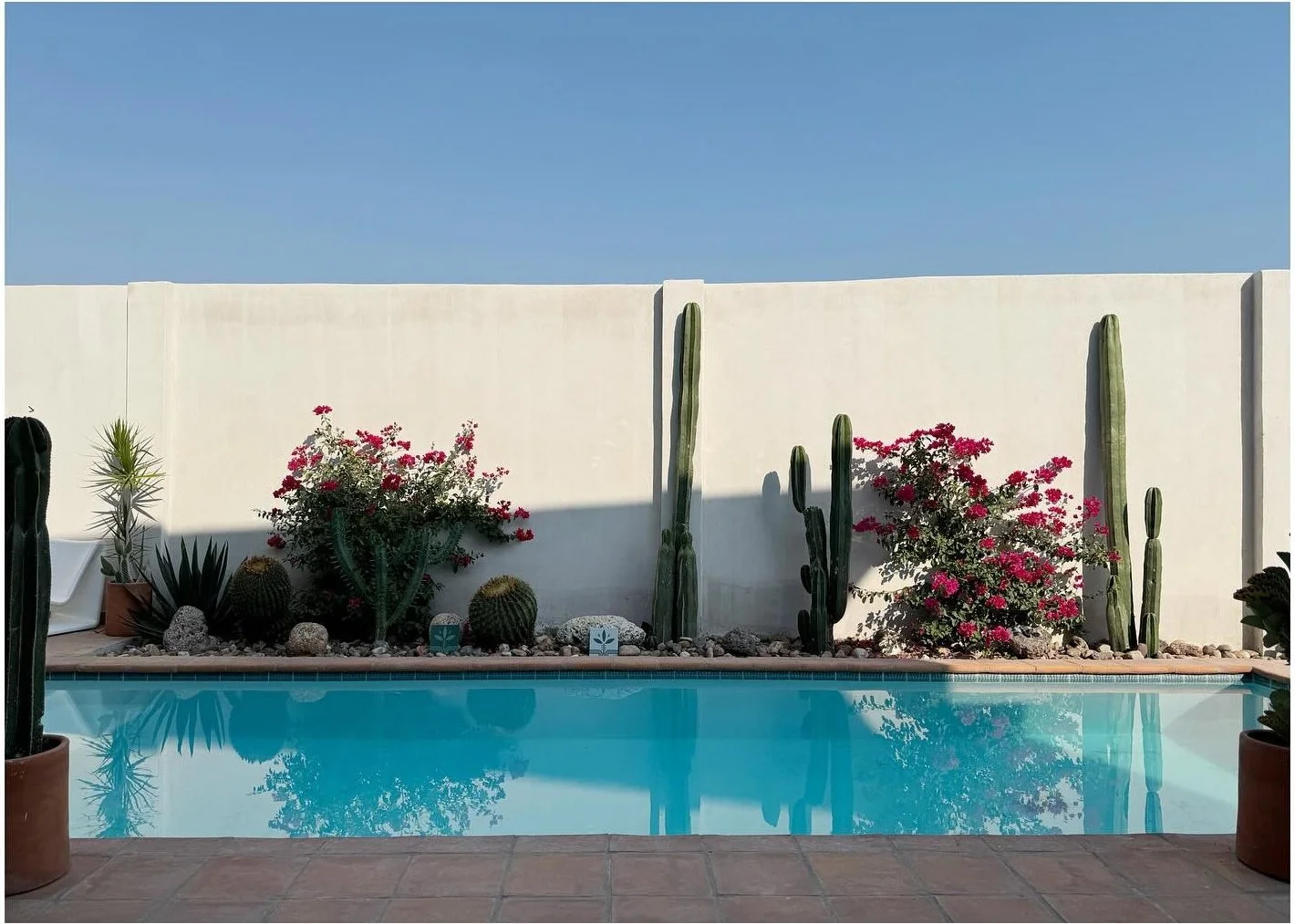 Pool reflecting a pale courtyard wall with cacti and pink flowers
