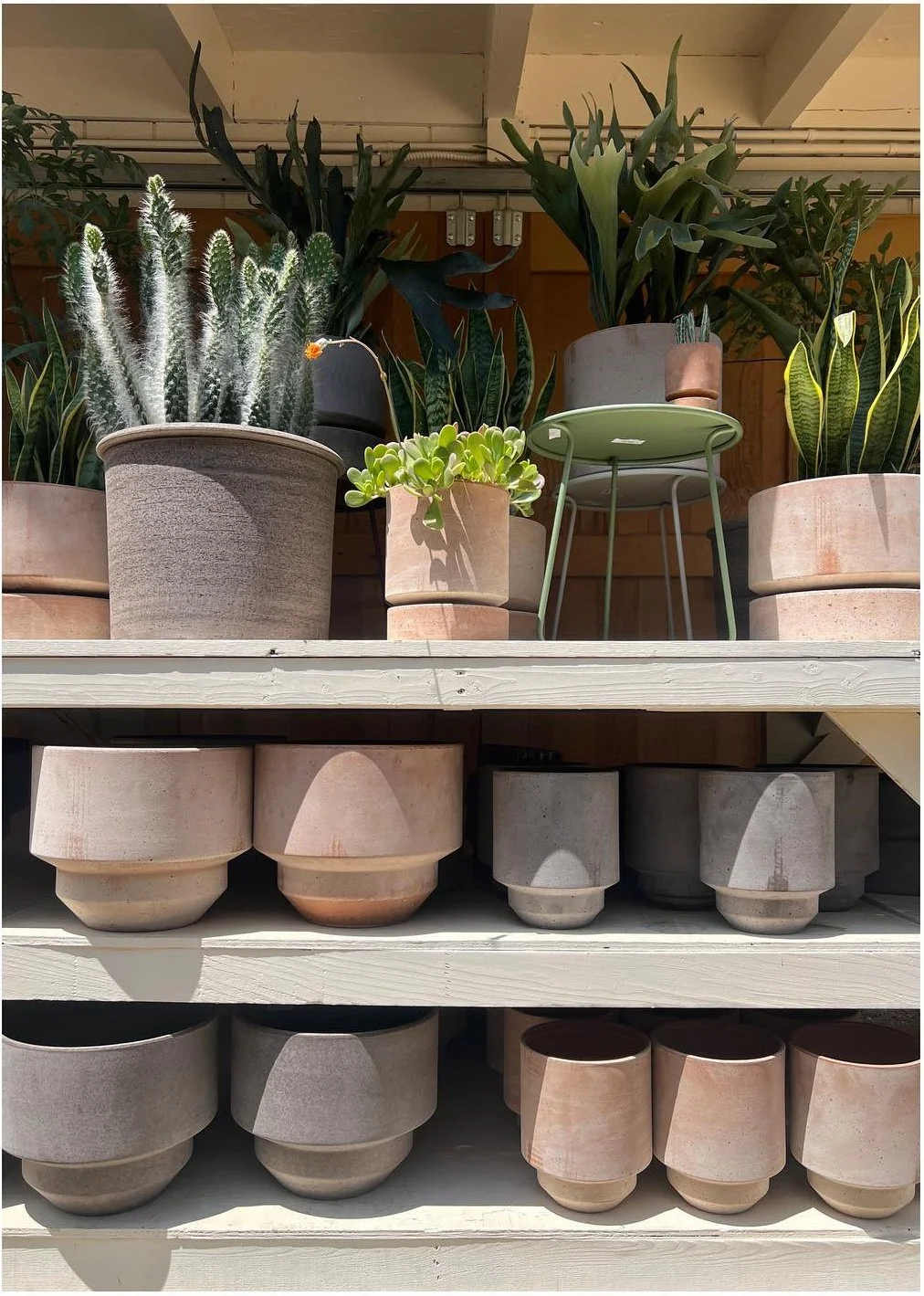 Potted indoor plants and textured planters arranged across nursery shelves