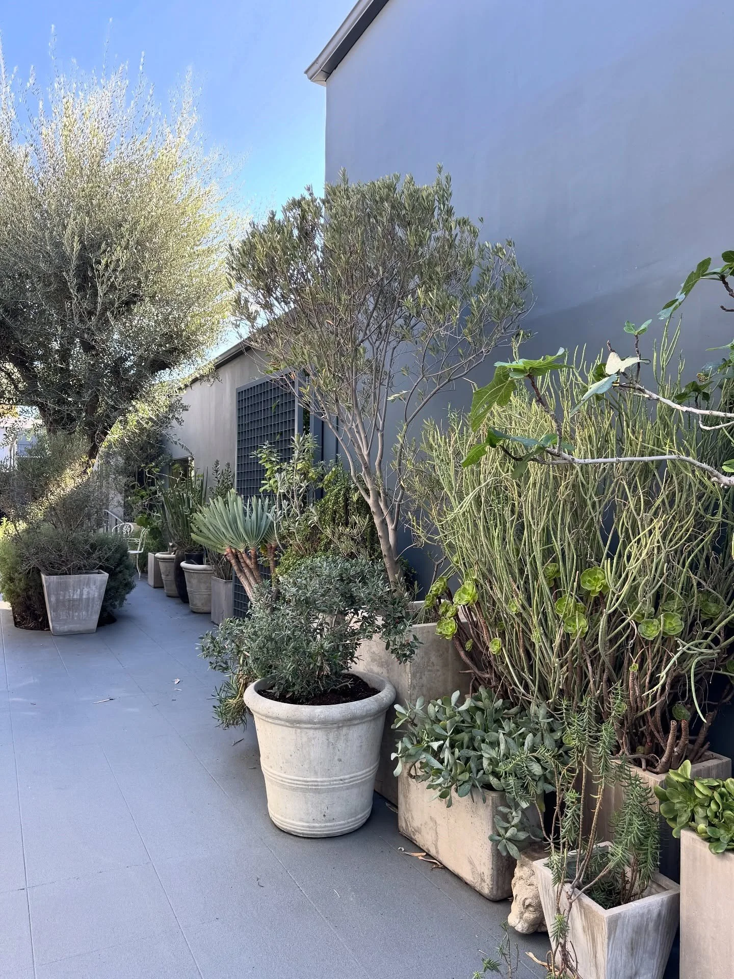 Potted plants arranged against a pale exterior wall