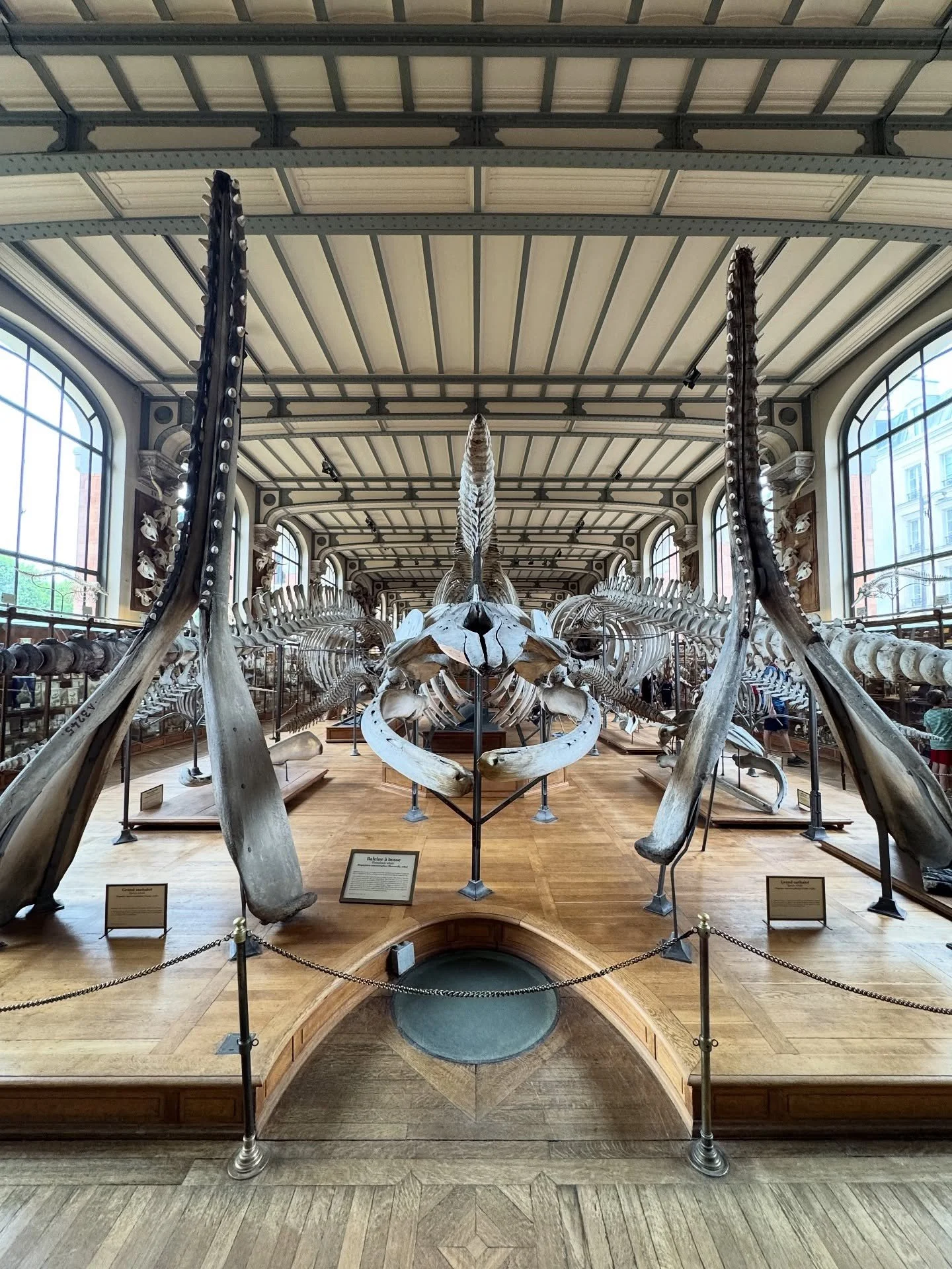 Whale skeleton displayed in a bright double-height museum hall