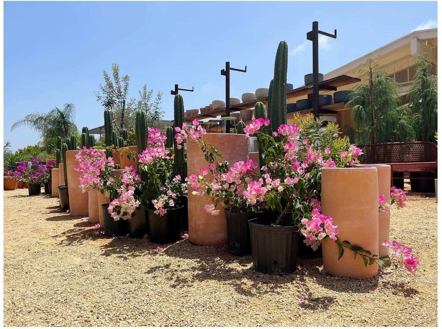 Rows of large planters flowering vines and cacti under a bright blue sky