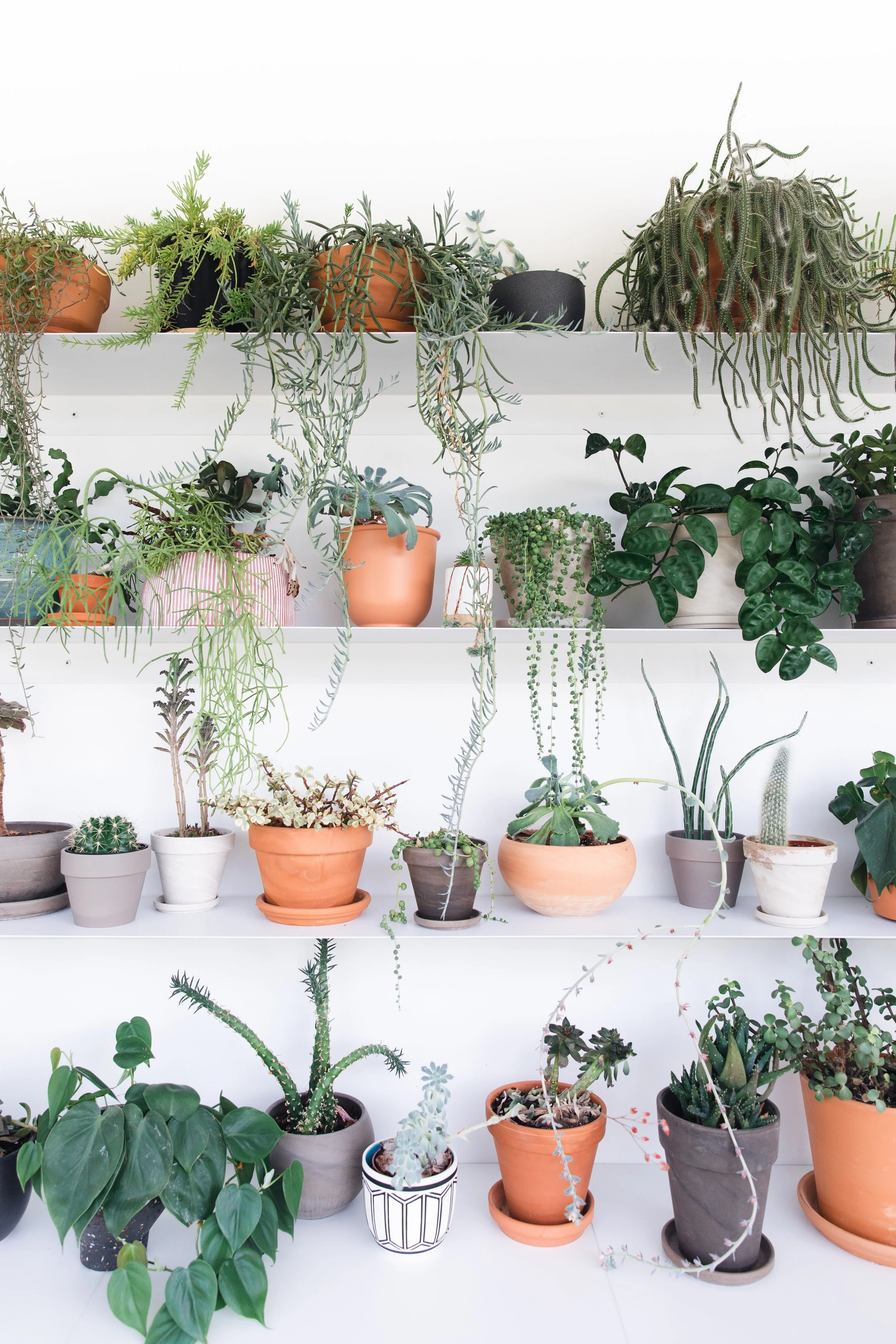 Potted houseplants and trailing succulents arranged on white shelves.