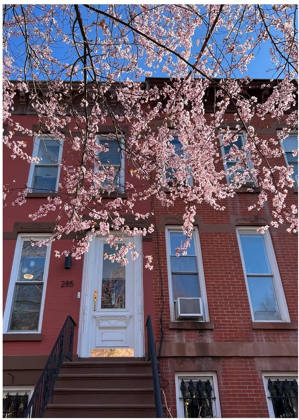 Pink flowering branches above a red brick townhouse
