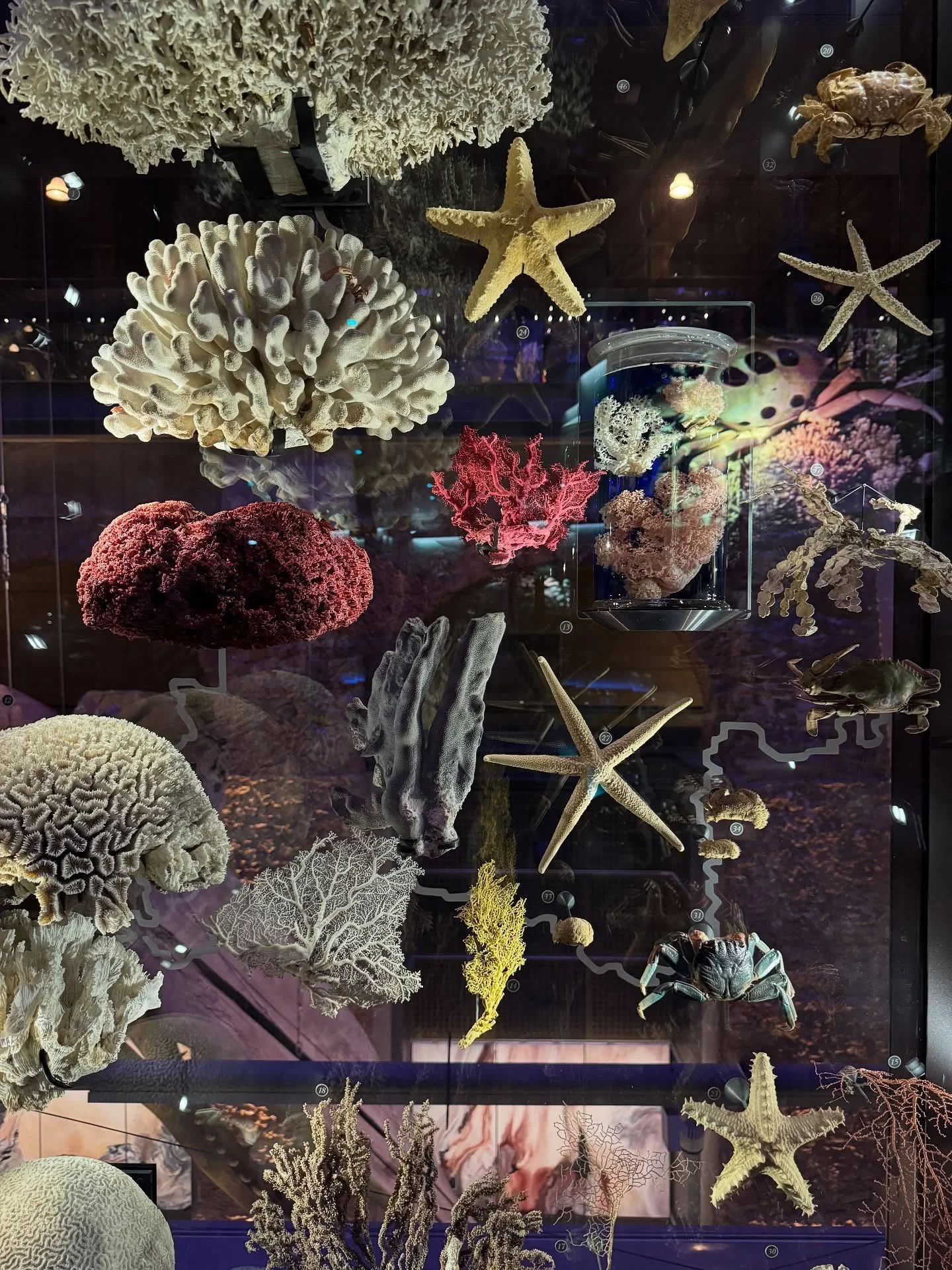 Marine specimens including coral and starfish in a display case