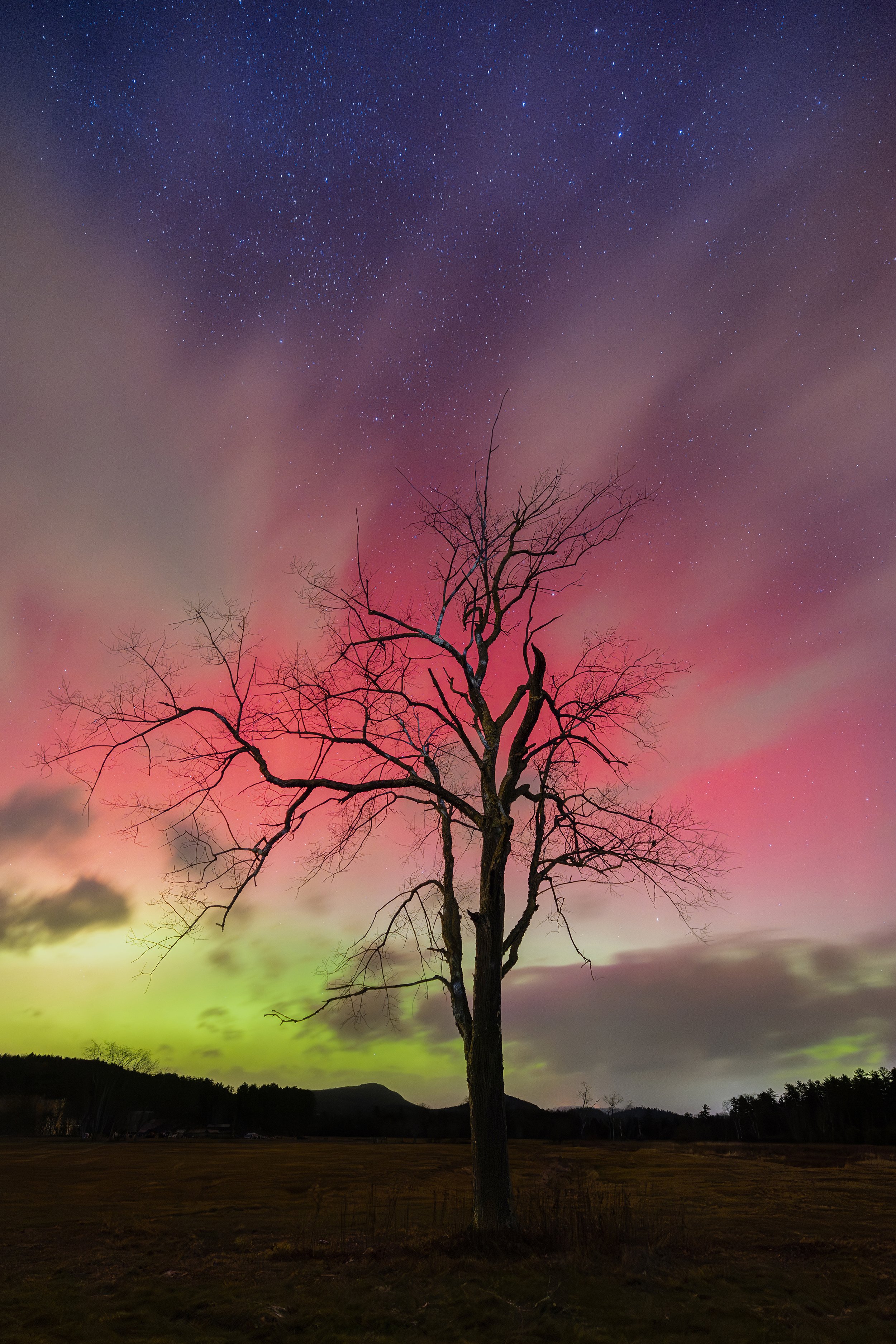 When Darkness Blooms