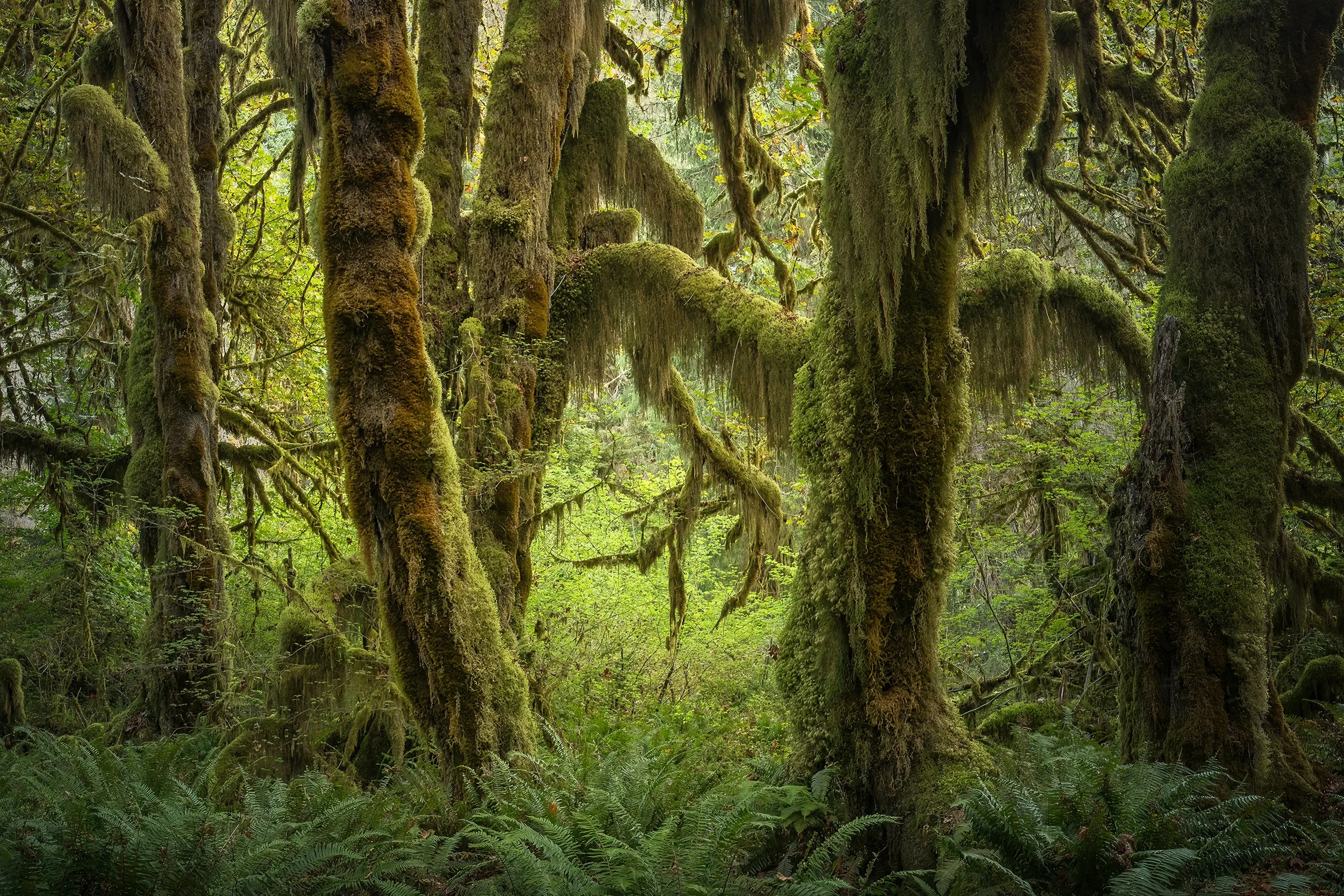Into the Ancient Green