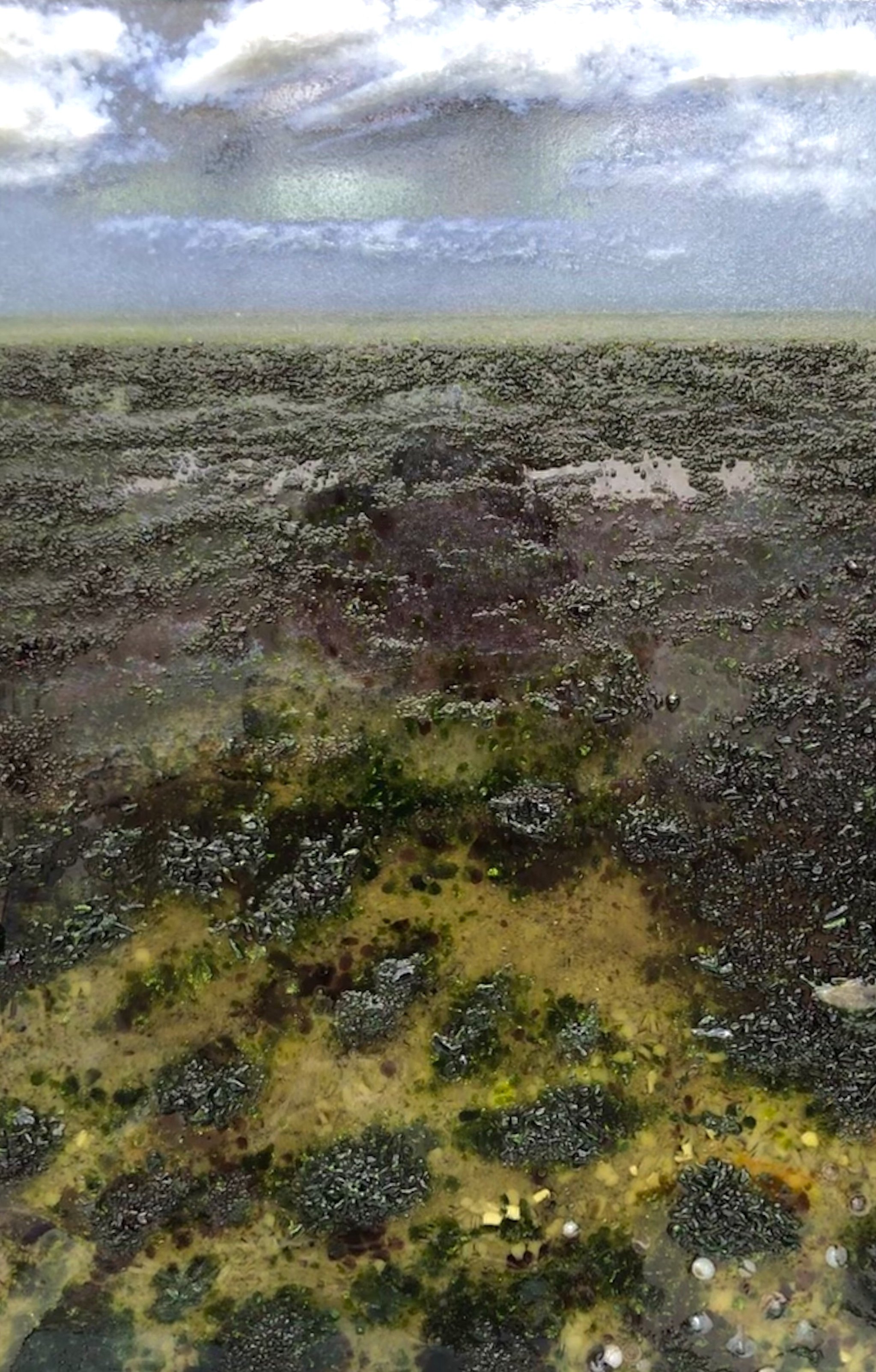 Close-up of a rocky intertidal shore covered with dark mussels, green algae, and shallow seawater.
