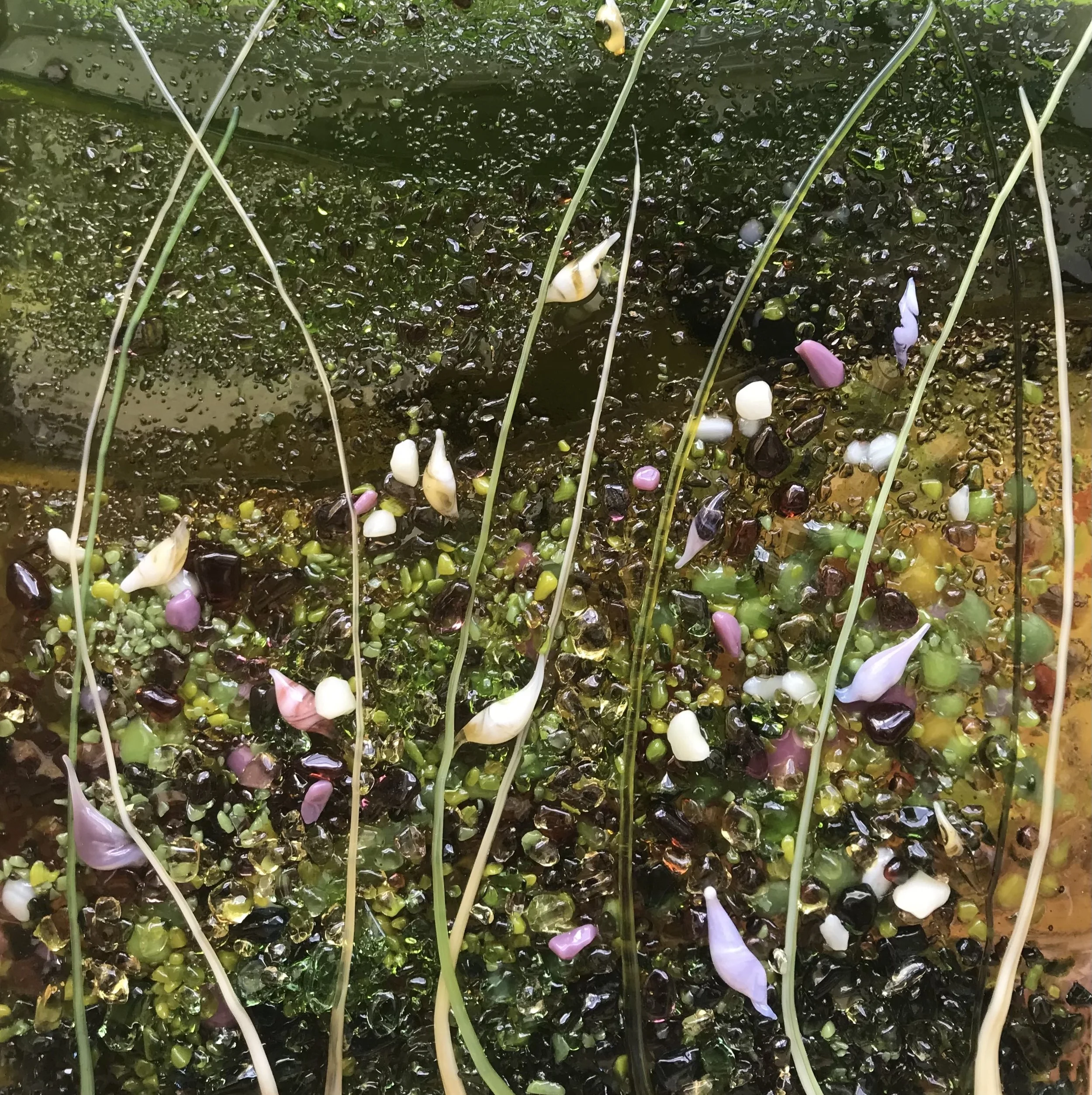 Close-up of aquatic plants, long green stems, algae, and scattered colorful flower petals floating in shallow water