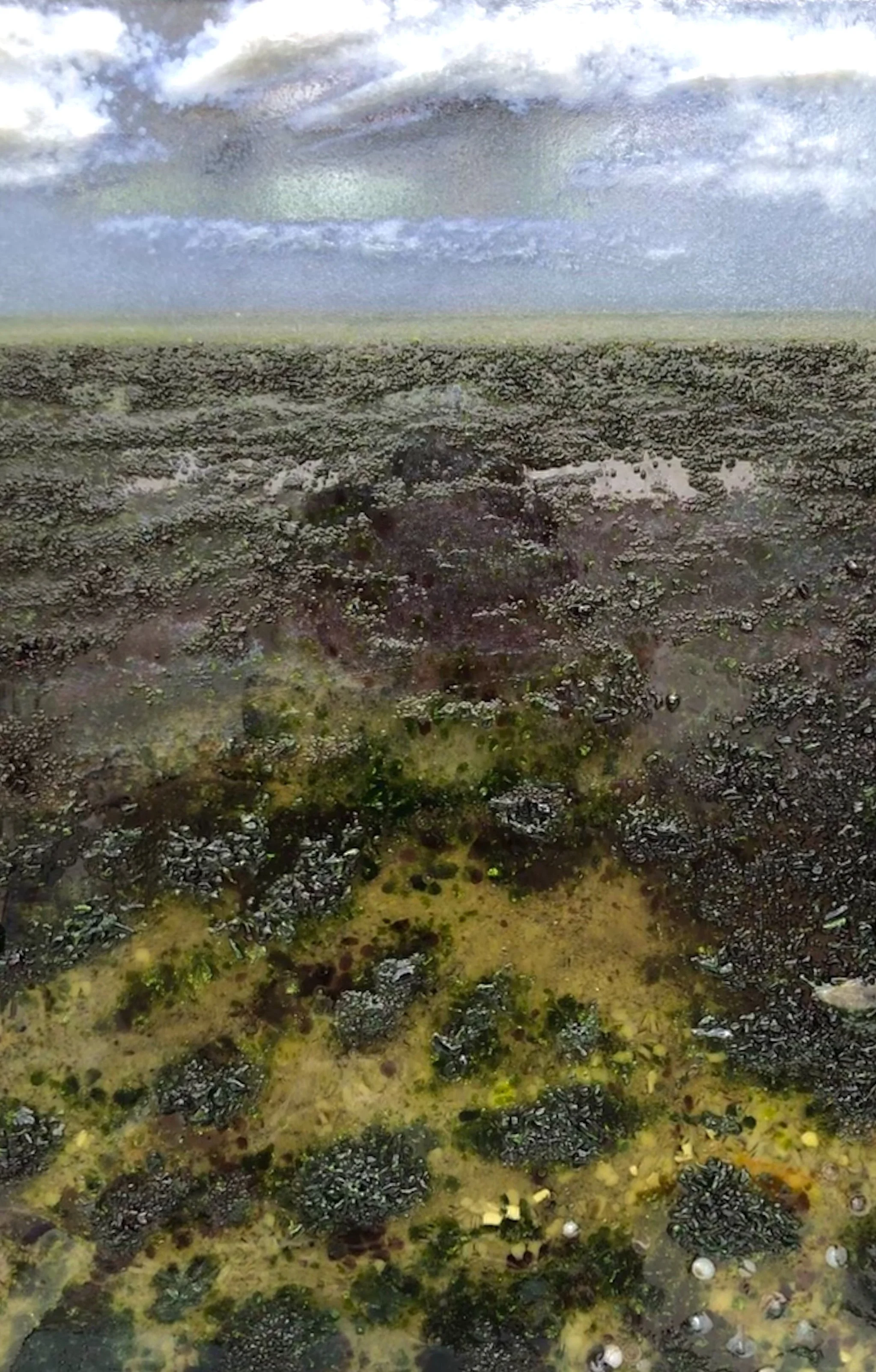 Goring-on-Sea - Close-up of a rocky tidal pool covered with mussels, seaweed, algae, and shallow seawater