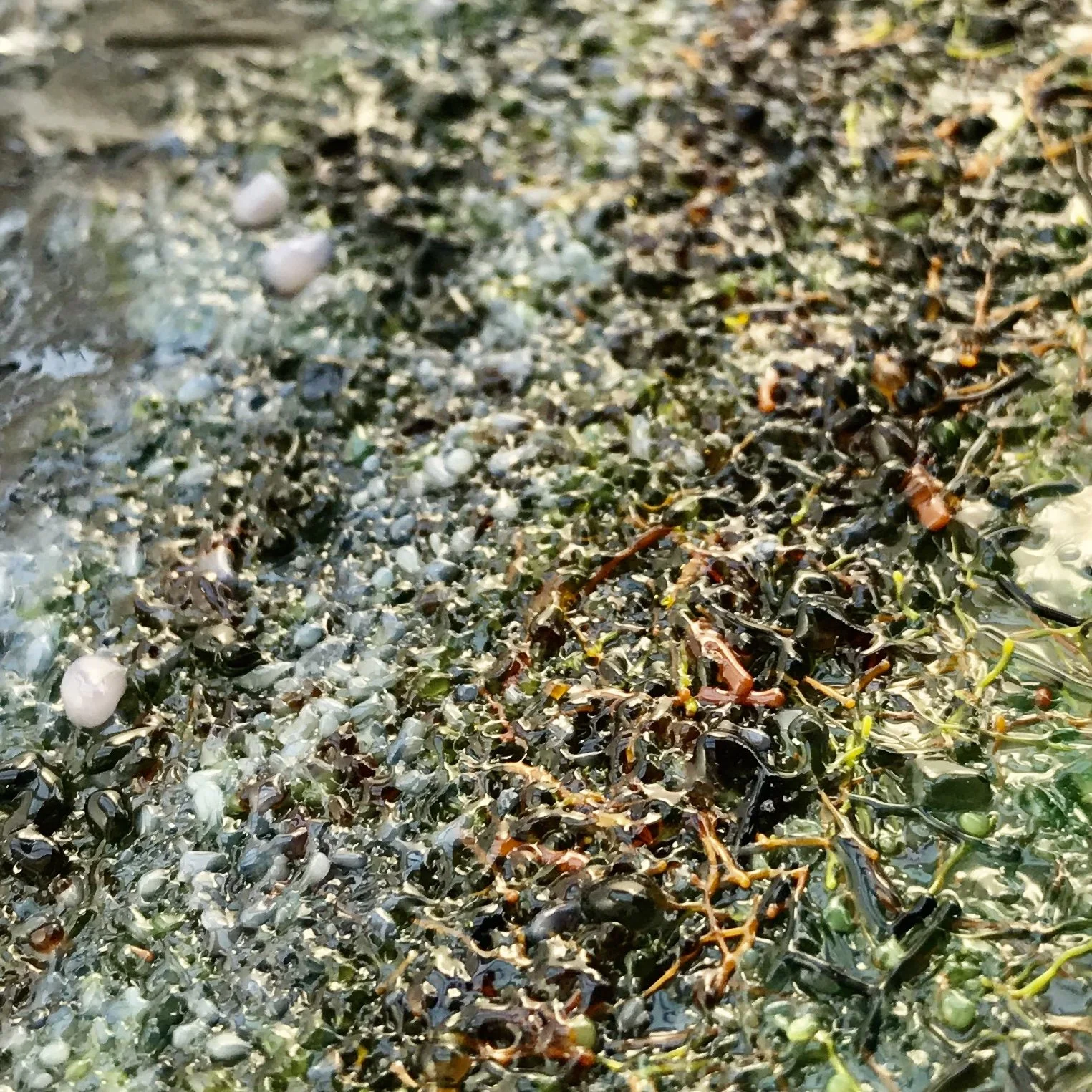Close-up of colorful seaweed, shells, and pebbles along a shallow rocky shoreline