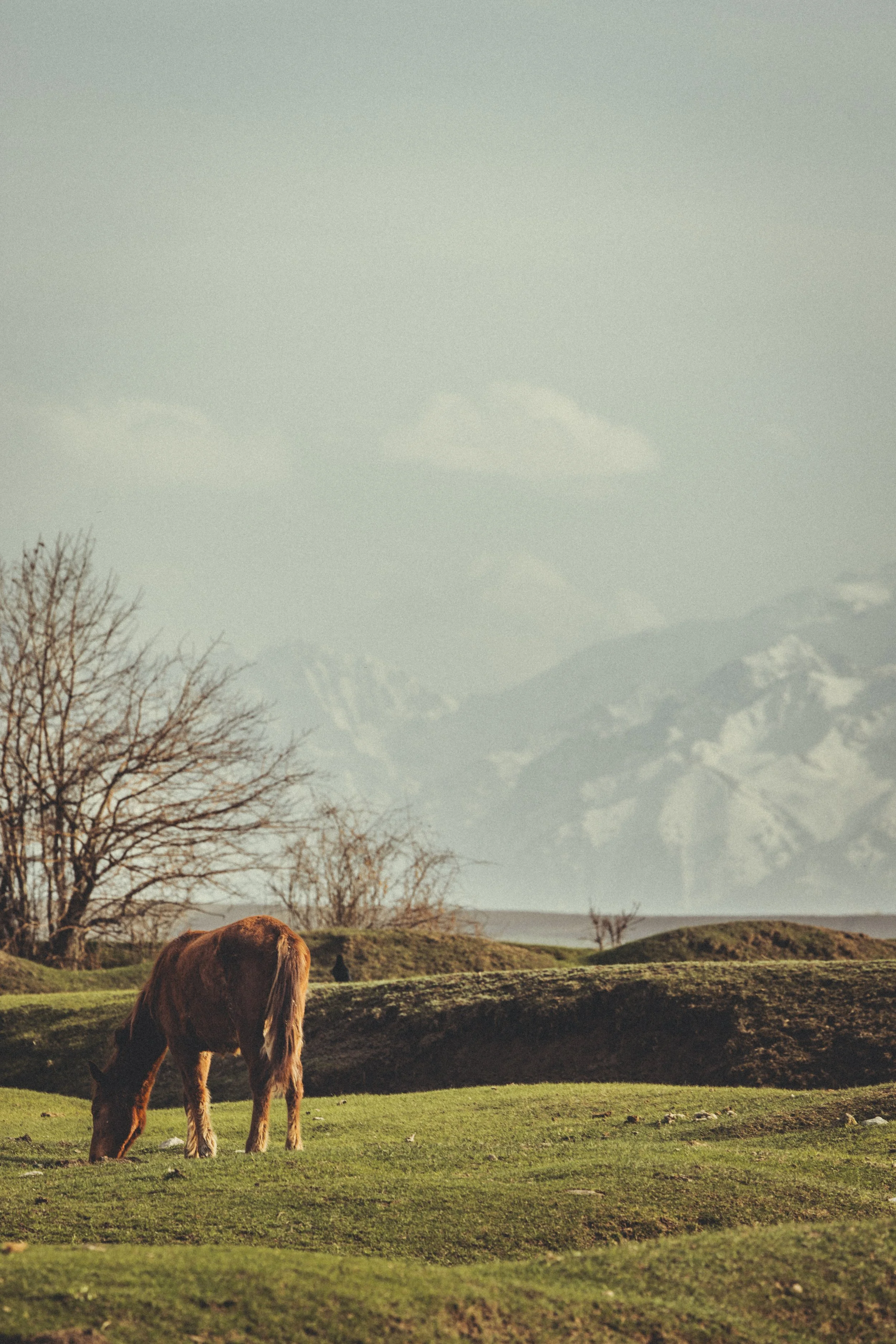 Brown horse grazing in a grassy field beside a calm lake and leafless trees in Kyrgyzstan. Photo by David Ferry Jr.