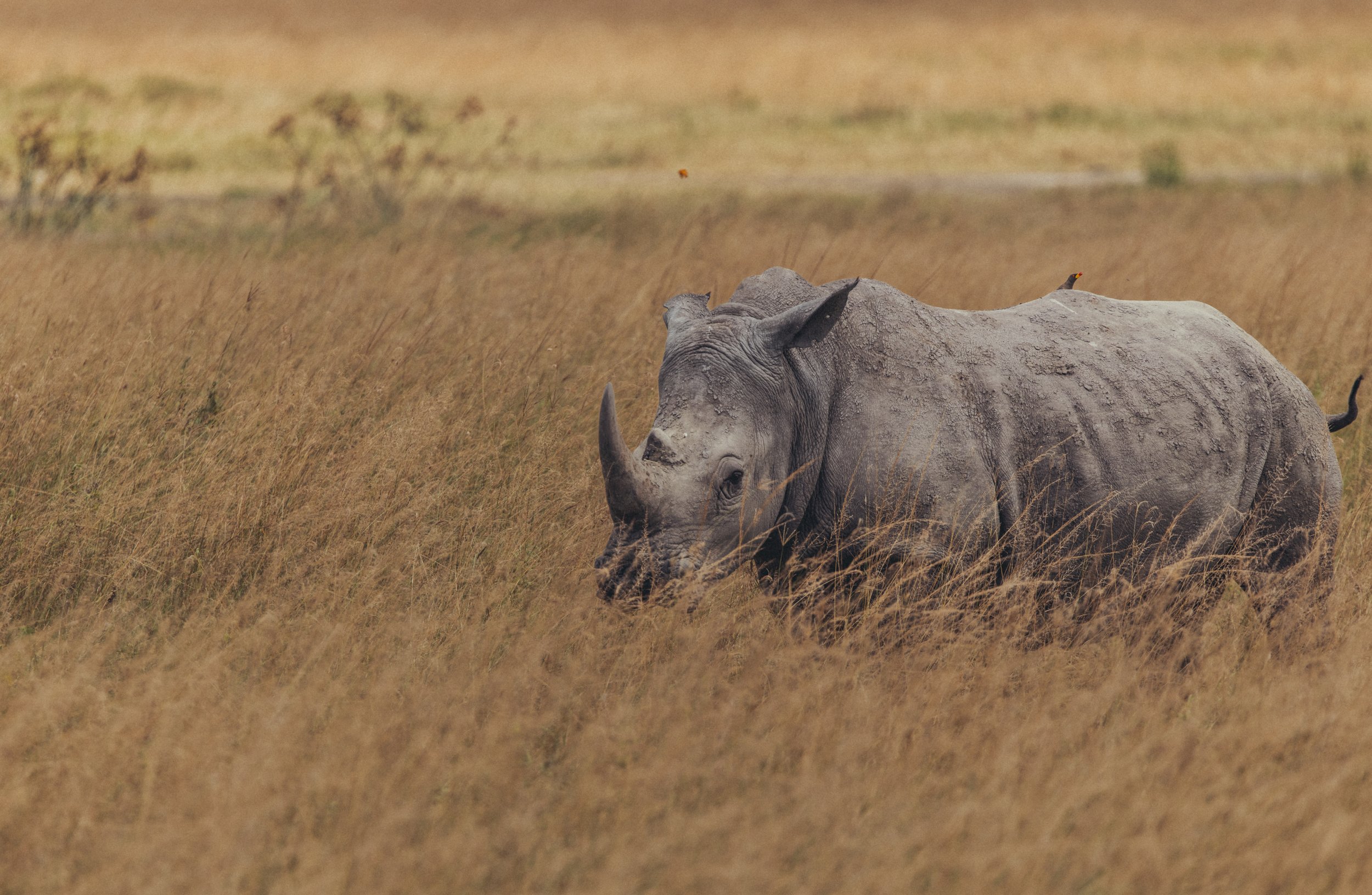 White rhinoceros resting in tall golden grass on the African savanna. Photo by David Ferry Jr.