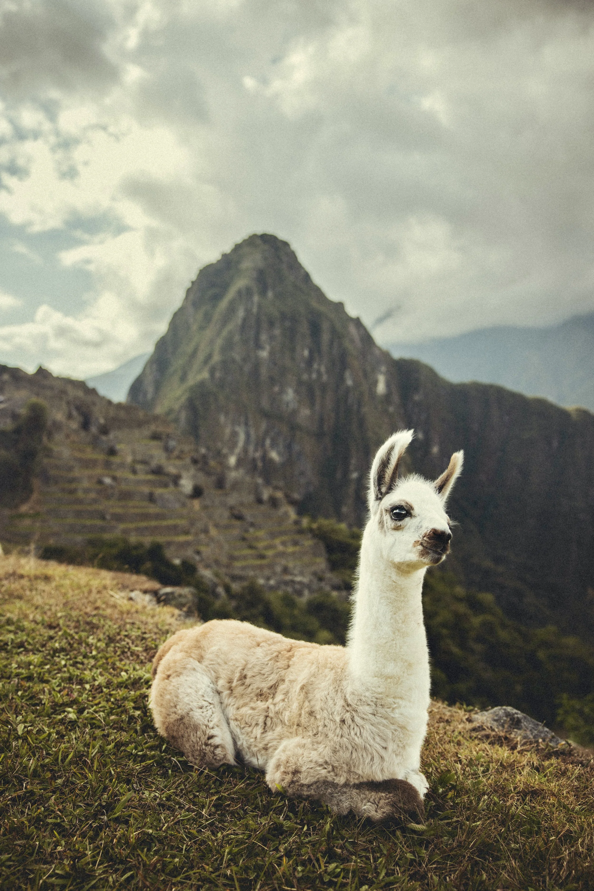 White and tan alpaca resting on grass with a rugged mountain peak and cloudy sky in the background in front of Machu Picchu, Peru. Photo by David Ferry Jr.