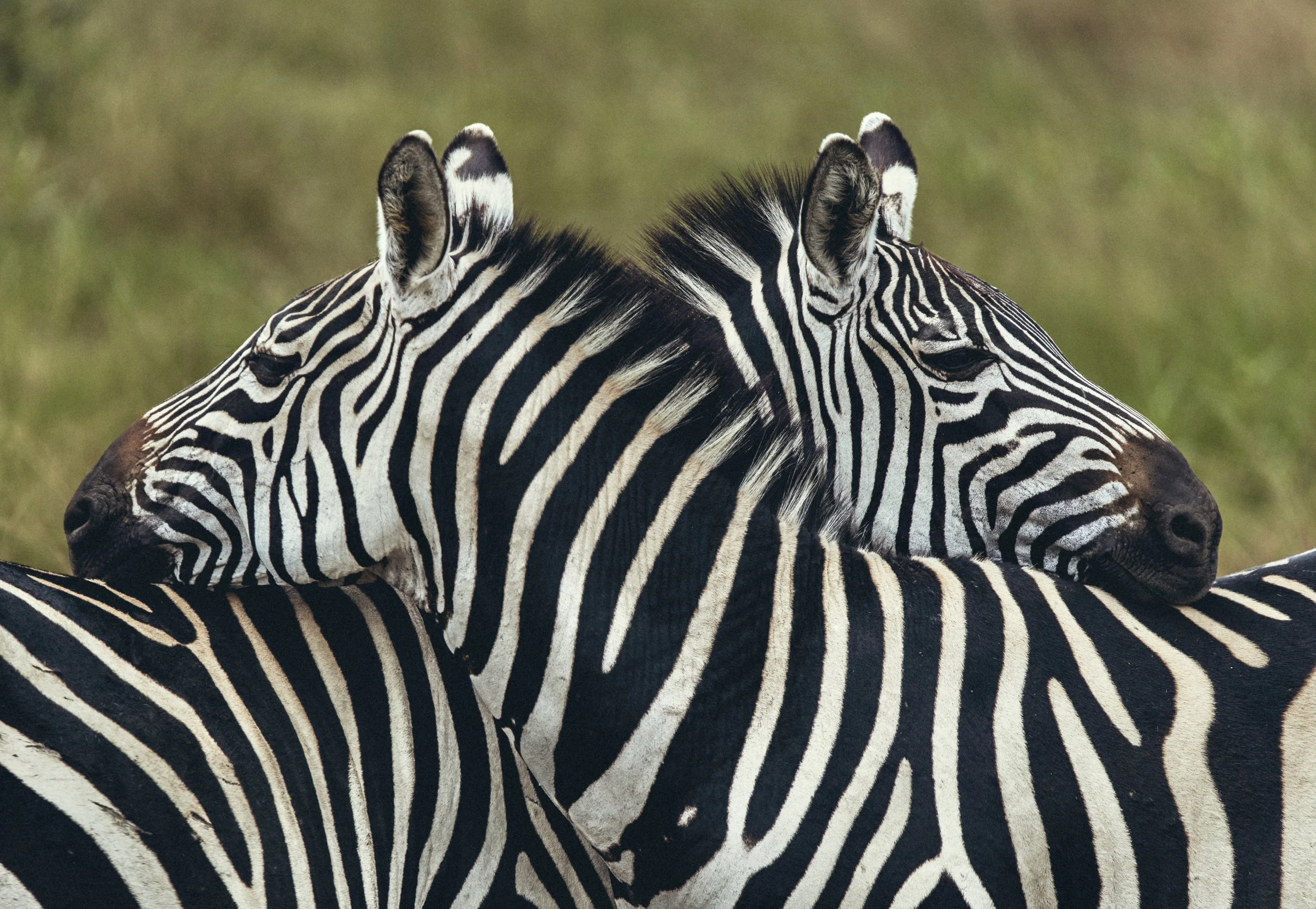 Close-up of two zebras with black-and-white stripes resting side by side in Rwanda. Photo by David Ferry Jr.