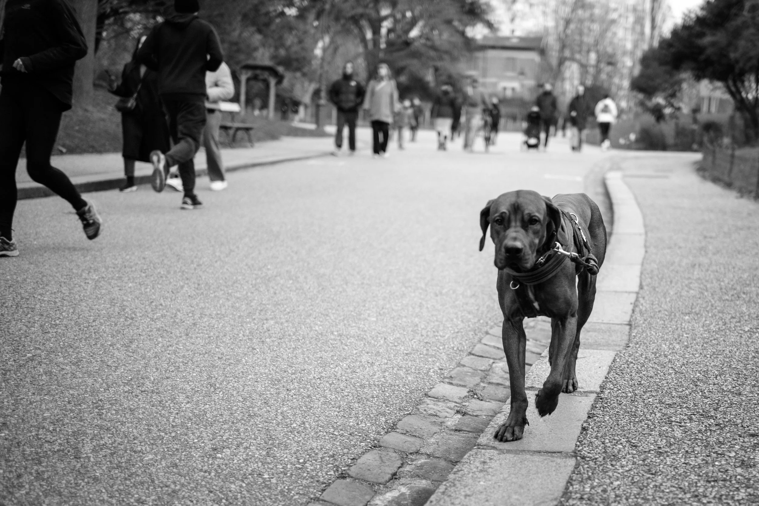 Black-and-white photo of a dog wearing a harness on a park path, with joggers and pedestrians in the background.