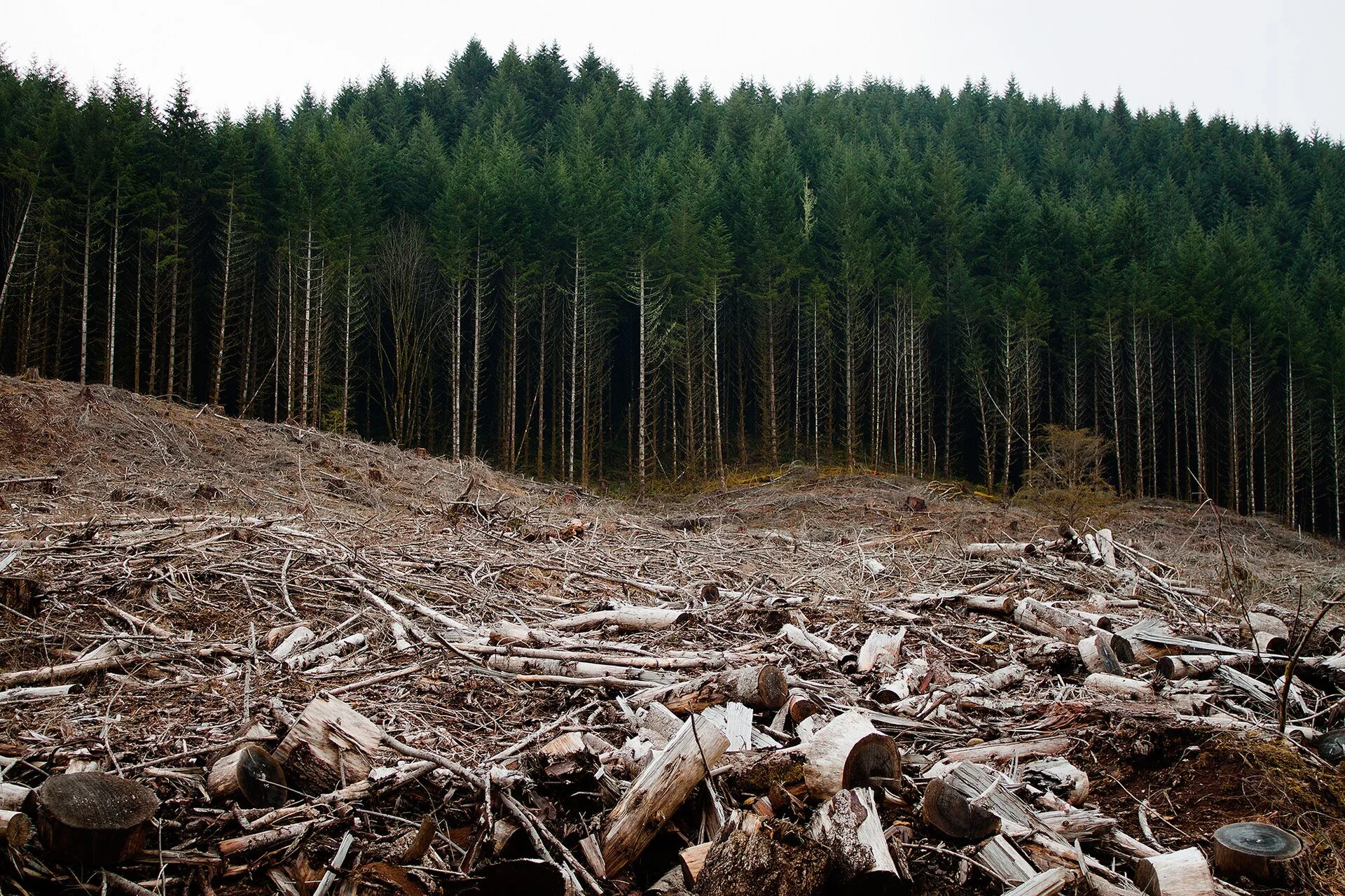 Clear-cut forest with felled tree trunks and logging debris in the foreground, surrounded by dense evergreen trees.