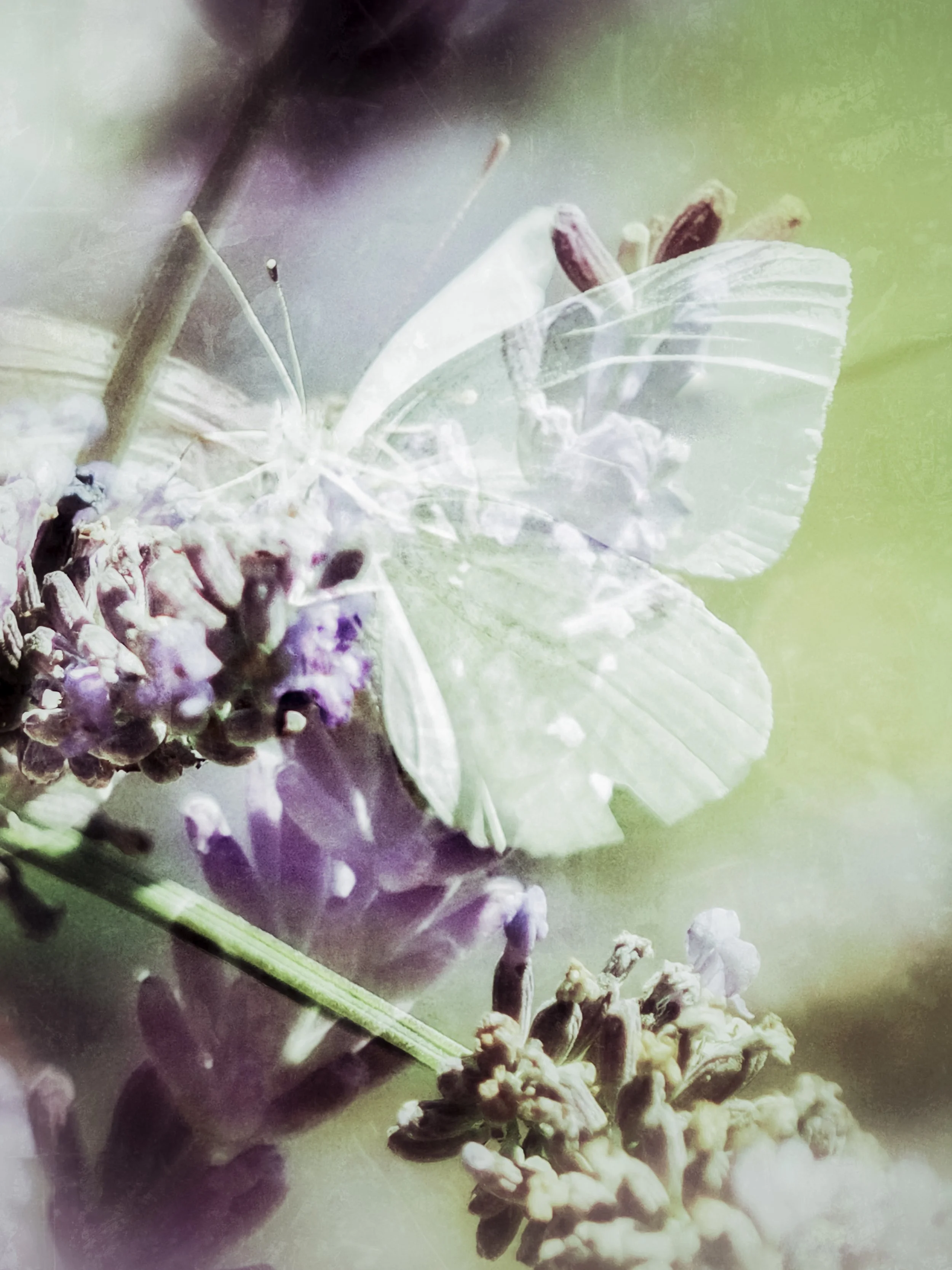 773310D4-271E-4A36-BF15-0993832C532E.jpeg