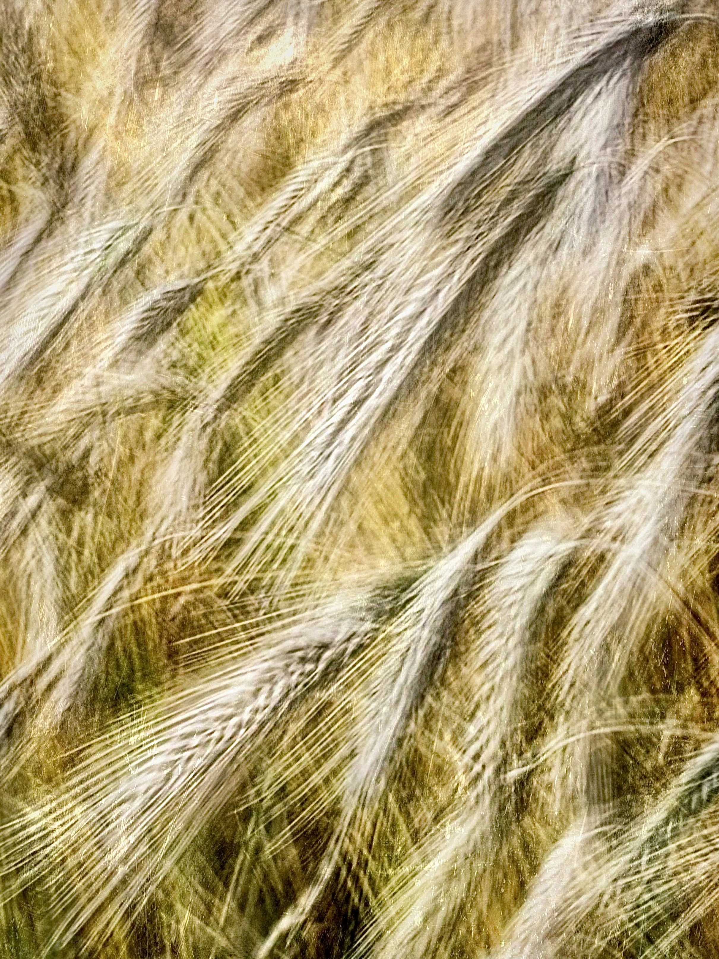 IMG_5110.jpeg