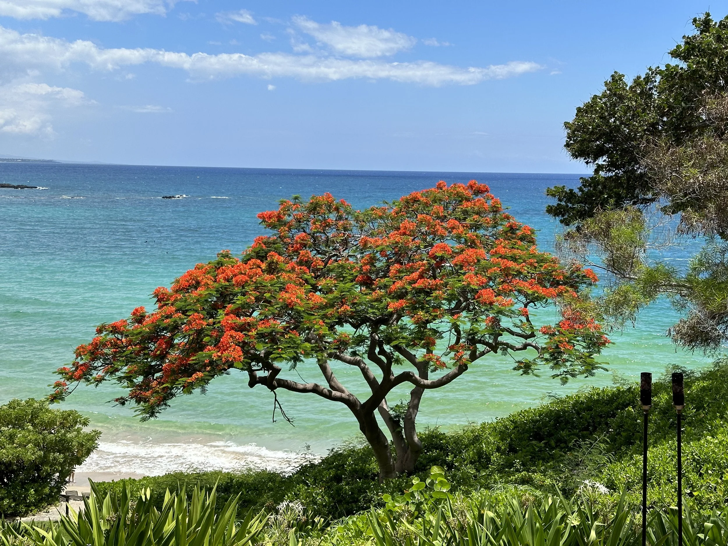 Tropical beach with turquoise ocean, flowering flame tree, lush greenery, and blue sky