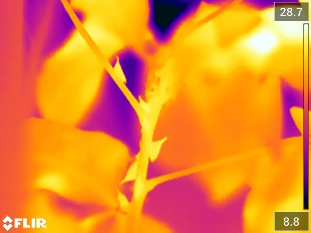 Thermal image of treehoppers on a host plant