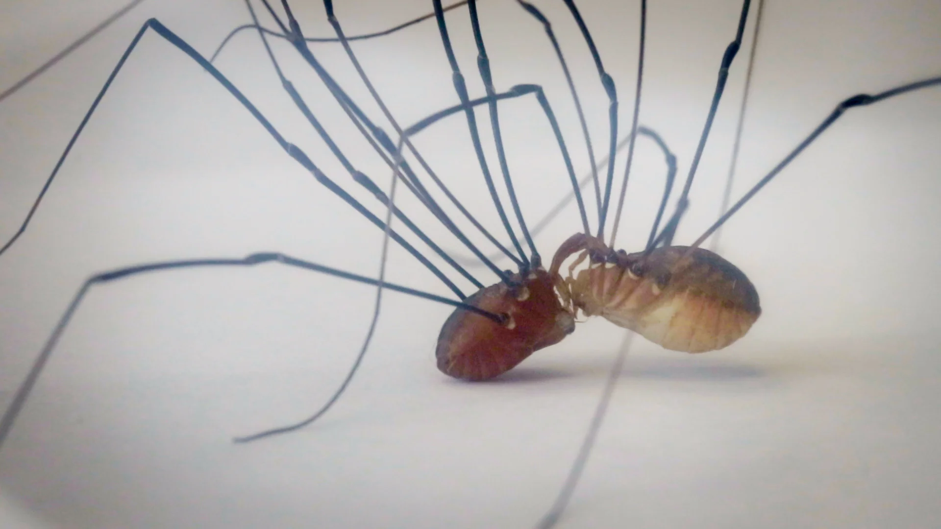fflab_videostill6.jpg