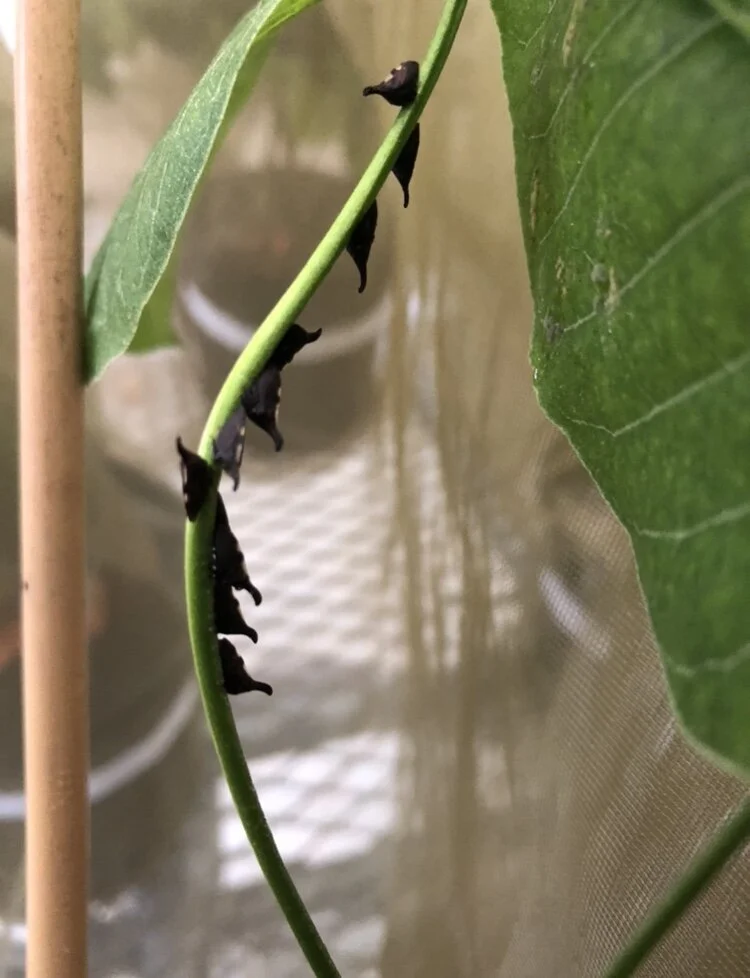   Enchenopa  treehoppers in a potted host plant in the greenhouse. (Image: N Leith) 
