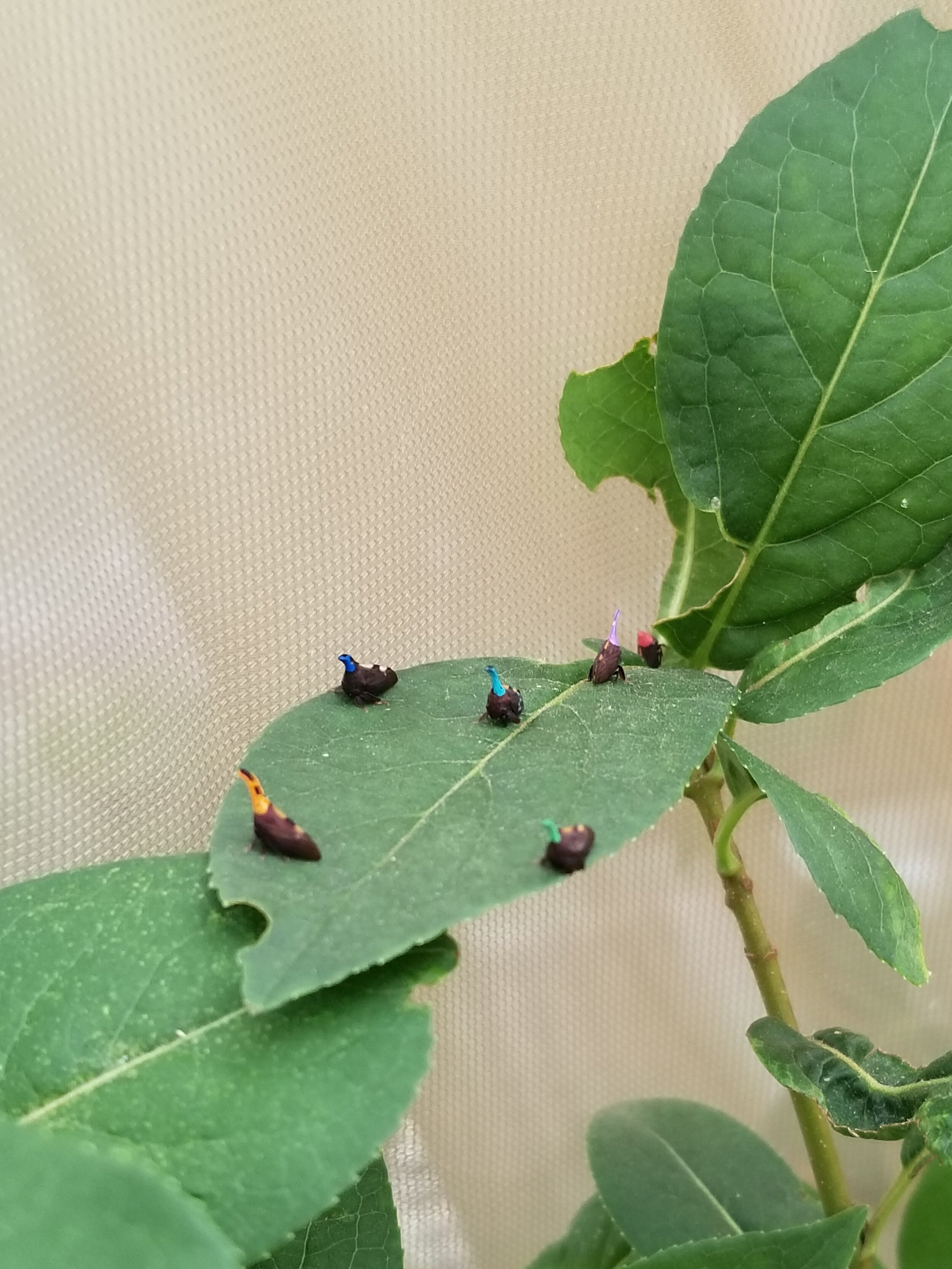  We track individual  Enchenopa  treehoppers by painting their pronota with unique color combinations of non-toxic paint. Doing so allows us to determine how consistently individuals behavior across temperatures or other environmental contexts (image