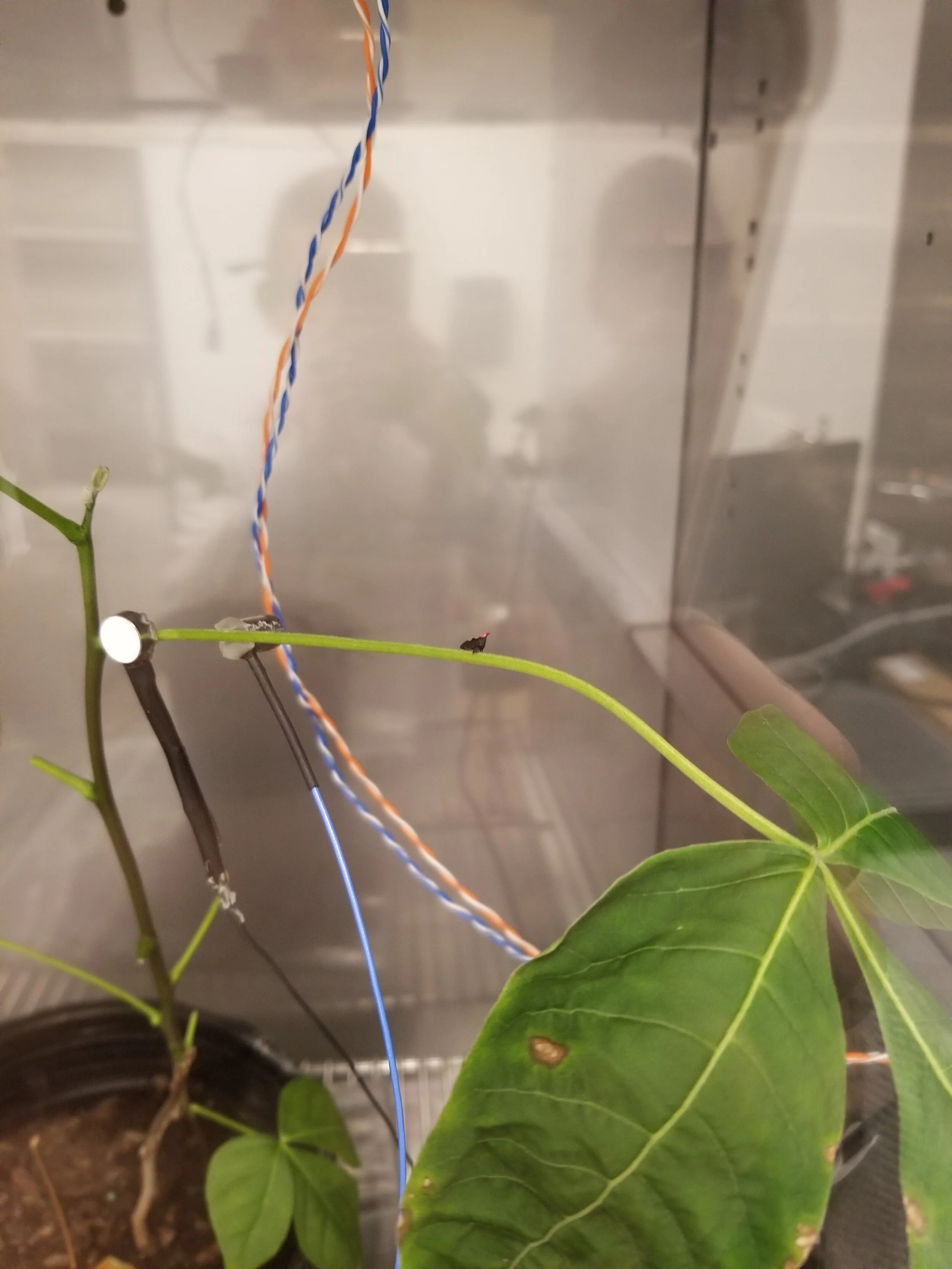  A Linear Resonant Actuator (white disc) plays songs to a treehopper on a host plant. An accelerometer (blue wires) records signals the treehopper produces. (Image: N Leith) 