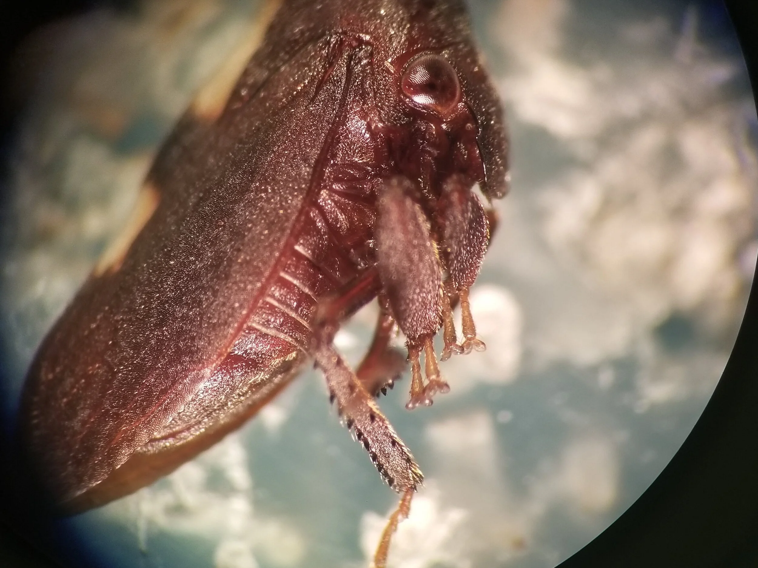   Enchenopa  treehoppers under 5x magnification in our Leica light microscope (Image: A Macchiano) 