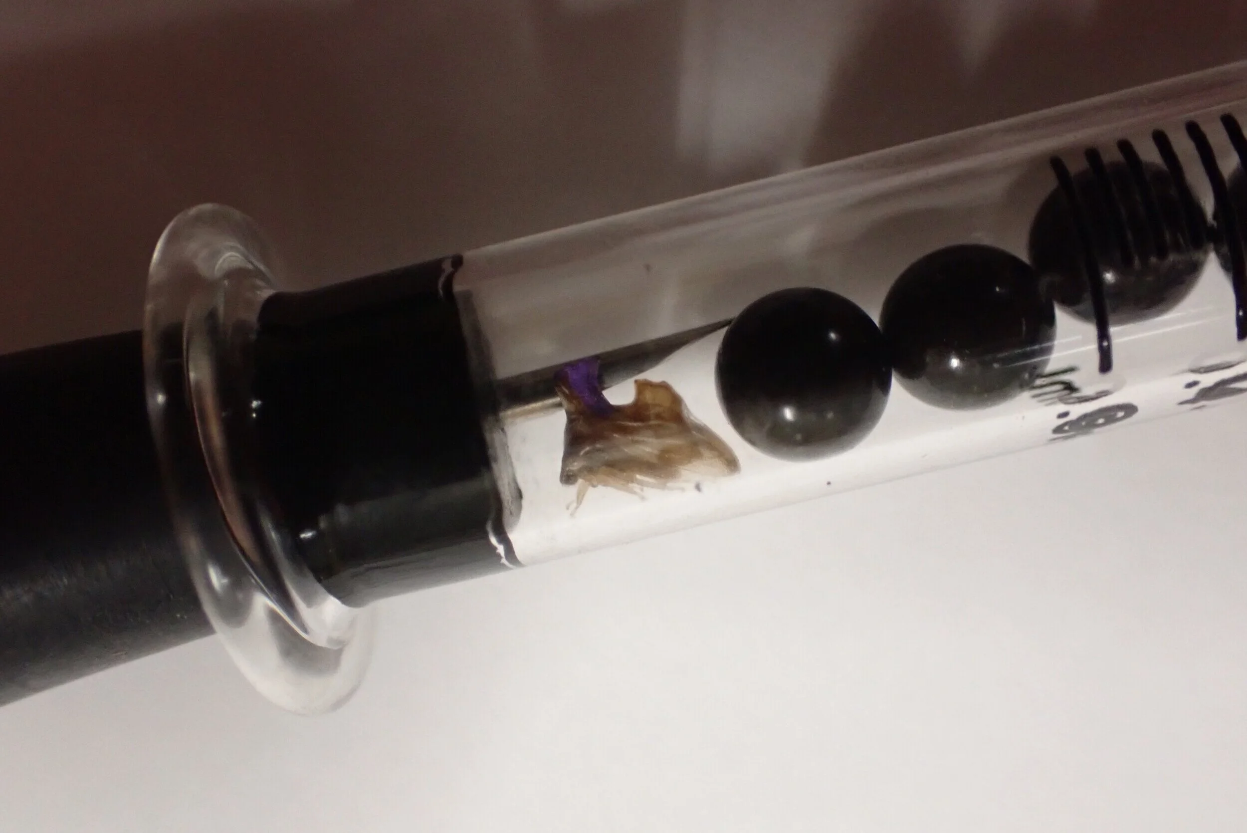  We measure metabolic rates of treehoppers under different thermal conditions using respirometry. (Image: N Leith) 