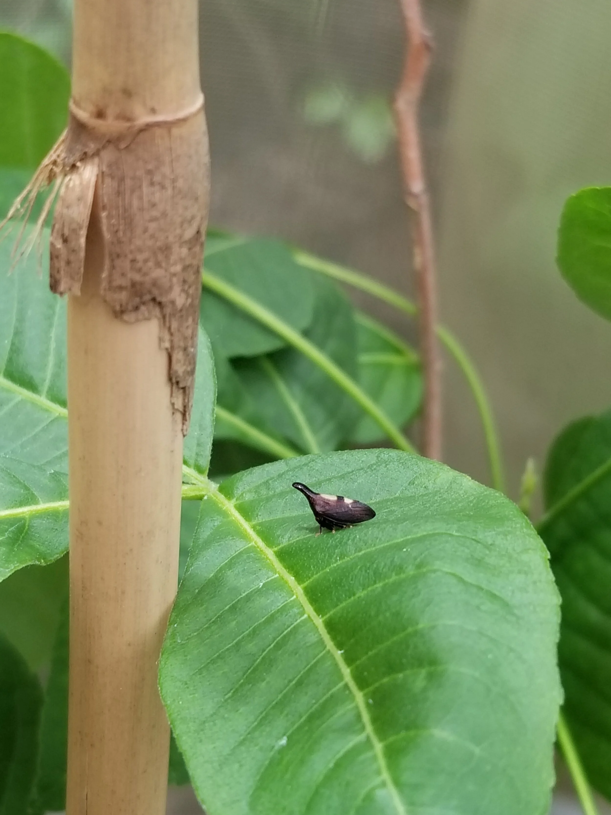  Treehopper on a potted host plant in Saint Louis University’s Greenhouse (image: N Leith) 