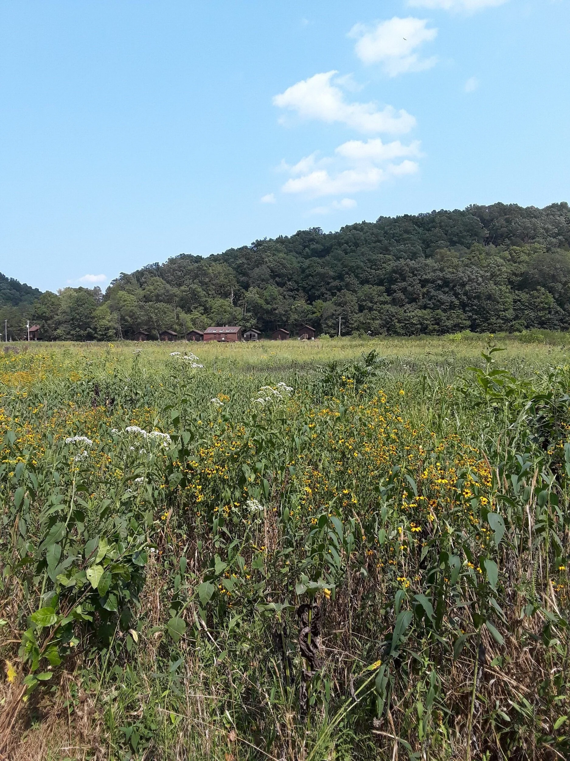  Prairie field site at Reis Biological Station. (Image: W Shoenberger) 