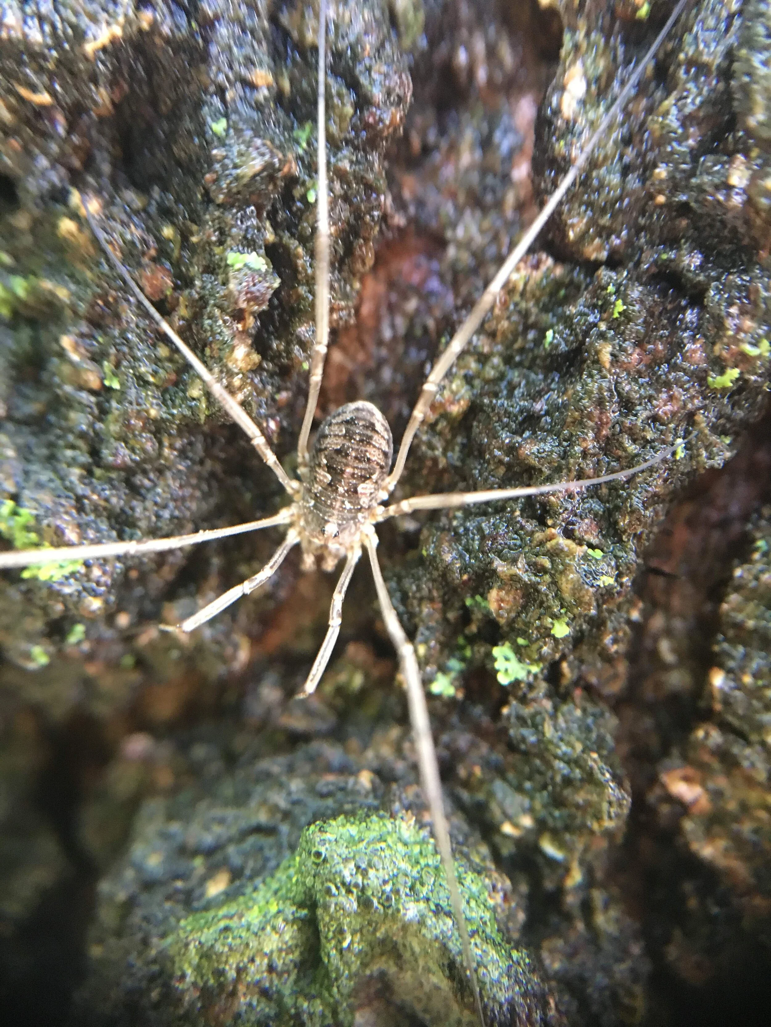  Harvestman in the genus Leiobunum on a mossy rock. (Image: L Classen Rodriguez) 