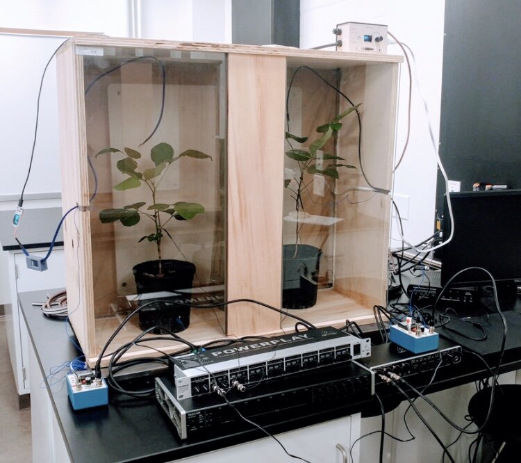  Multi-channel set up for recording from multiple treehoppers. The treehoppers on on a host plant contained in a custom-built incubator that can be adjusted to different testing temperatures. 