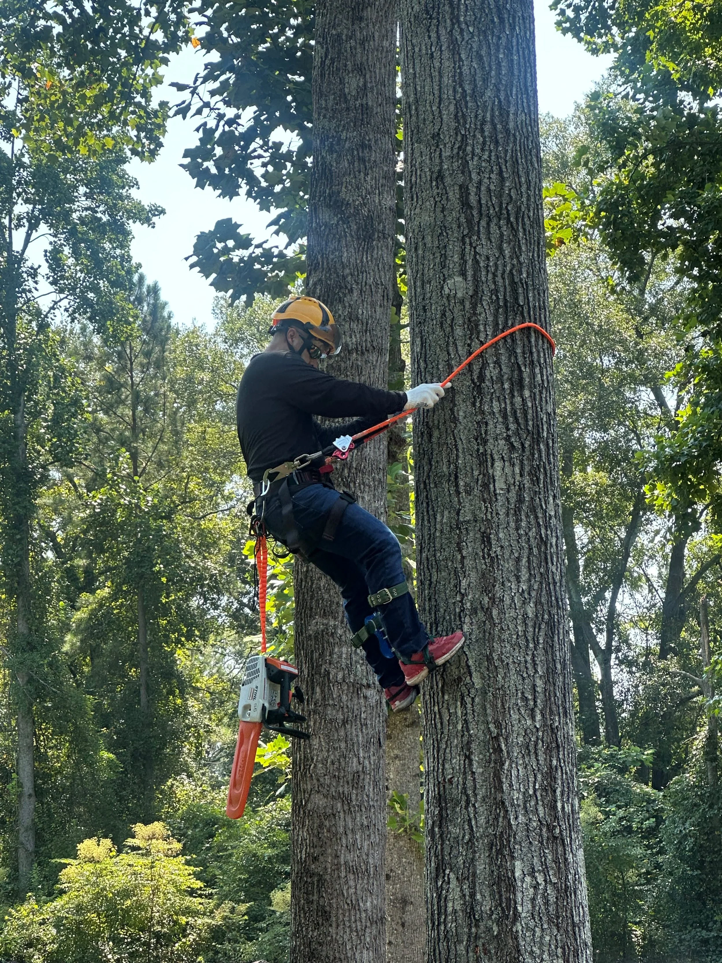 Tree care professional climbing a mature tree using safety ropes and a harness.