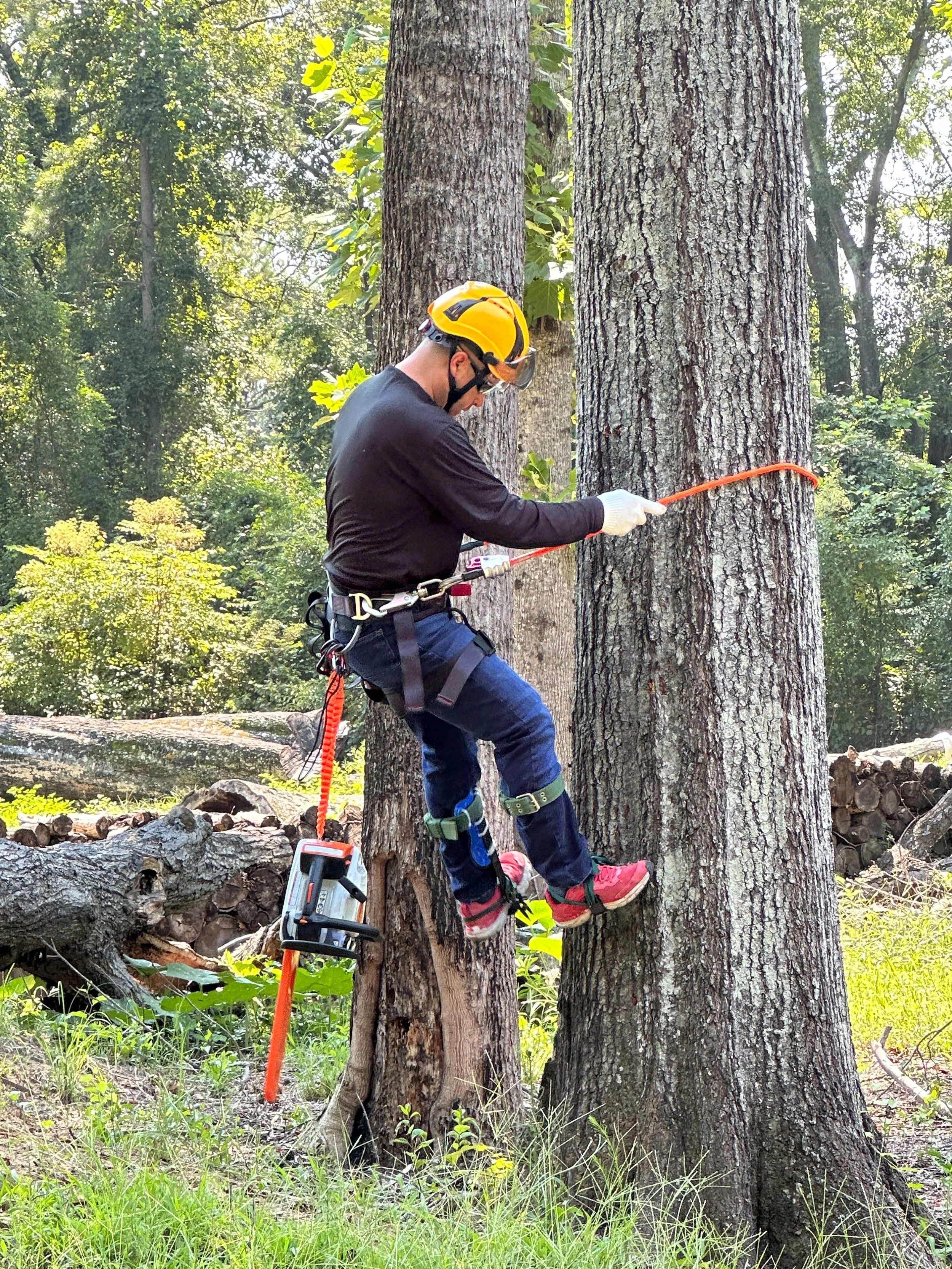 Arborist climbing a mature tree while secured with safety ropes and a harness.