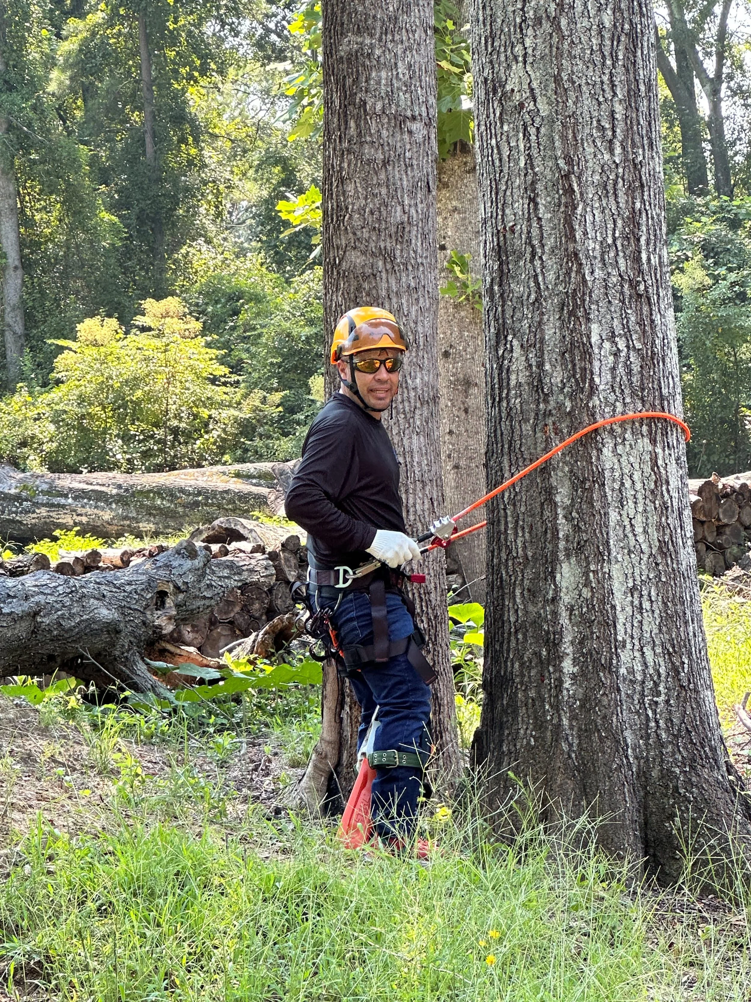 Arborist wearing a helmet, safety glasses, gloves, and harness uses a chainsaw to cut a large tree in a forest.