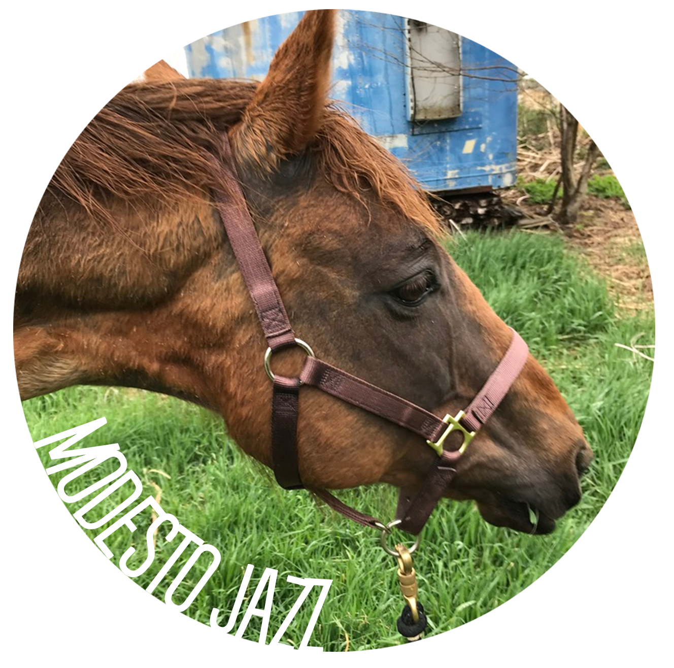 A sticker featuring of the horses, Modesto Jazz.