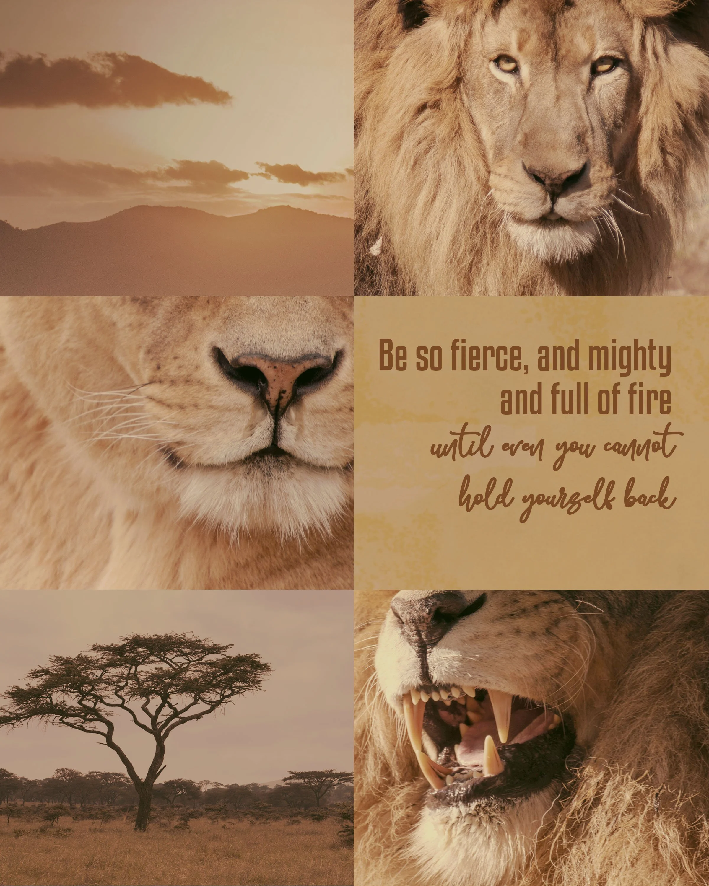 8 X10 aesthics board LION.jpg
