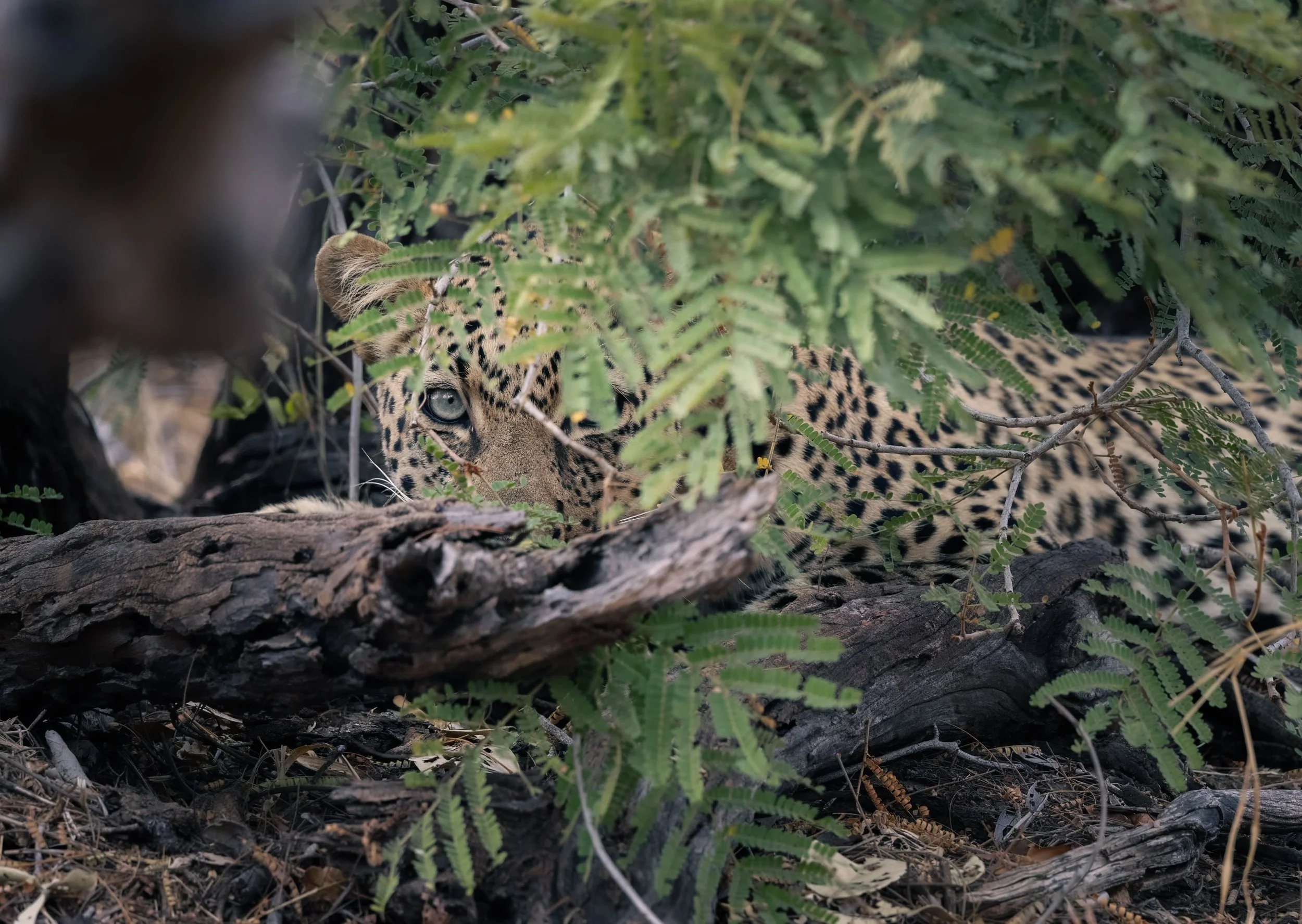 photo of a leopard hiding in the bush