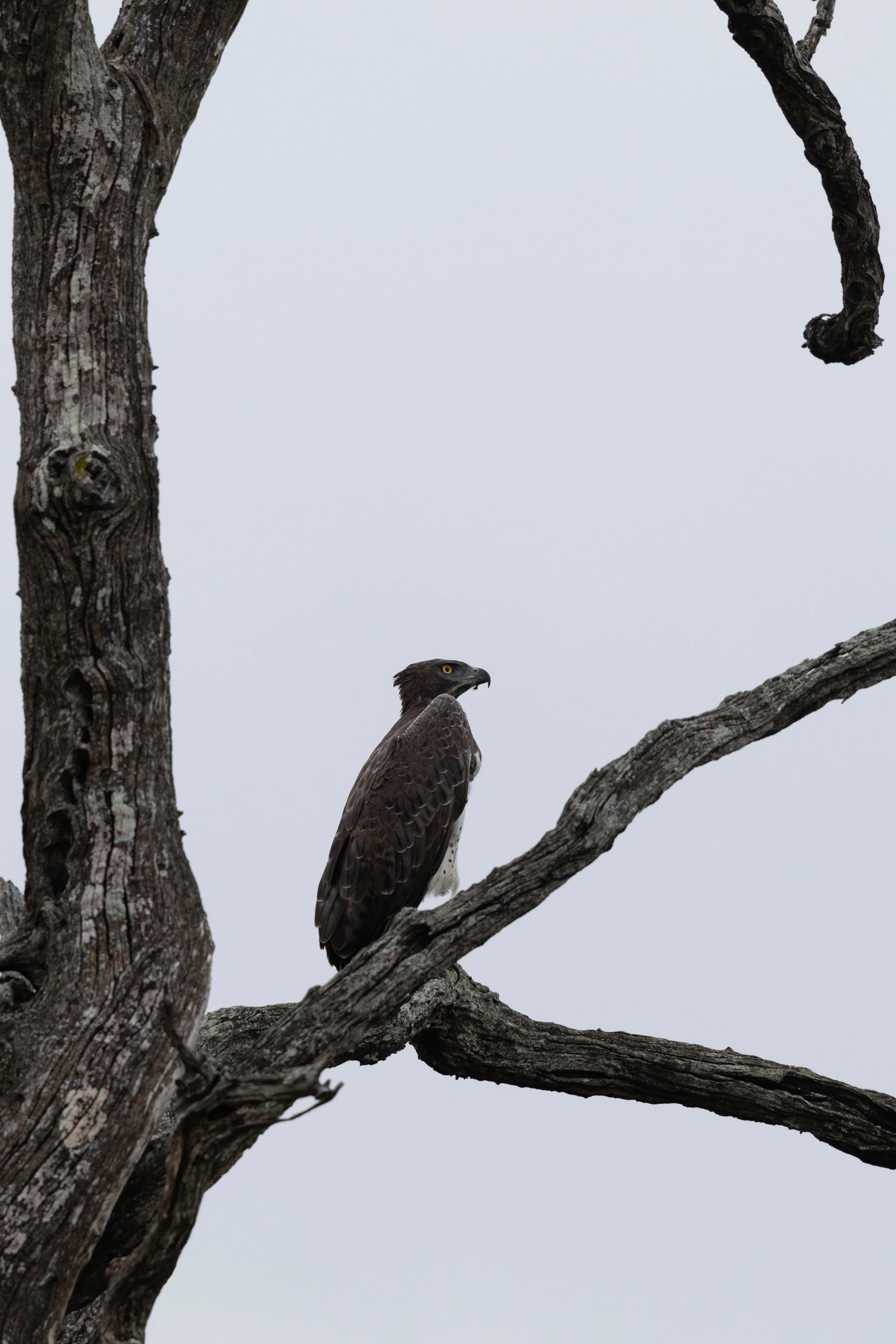 Day 6 The Kruger (39).jpg