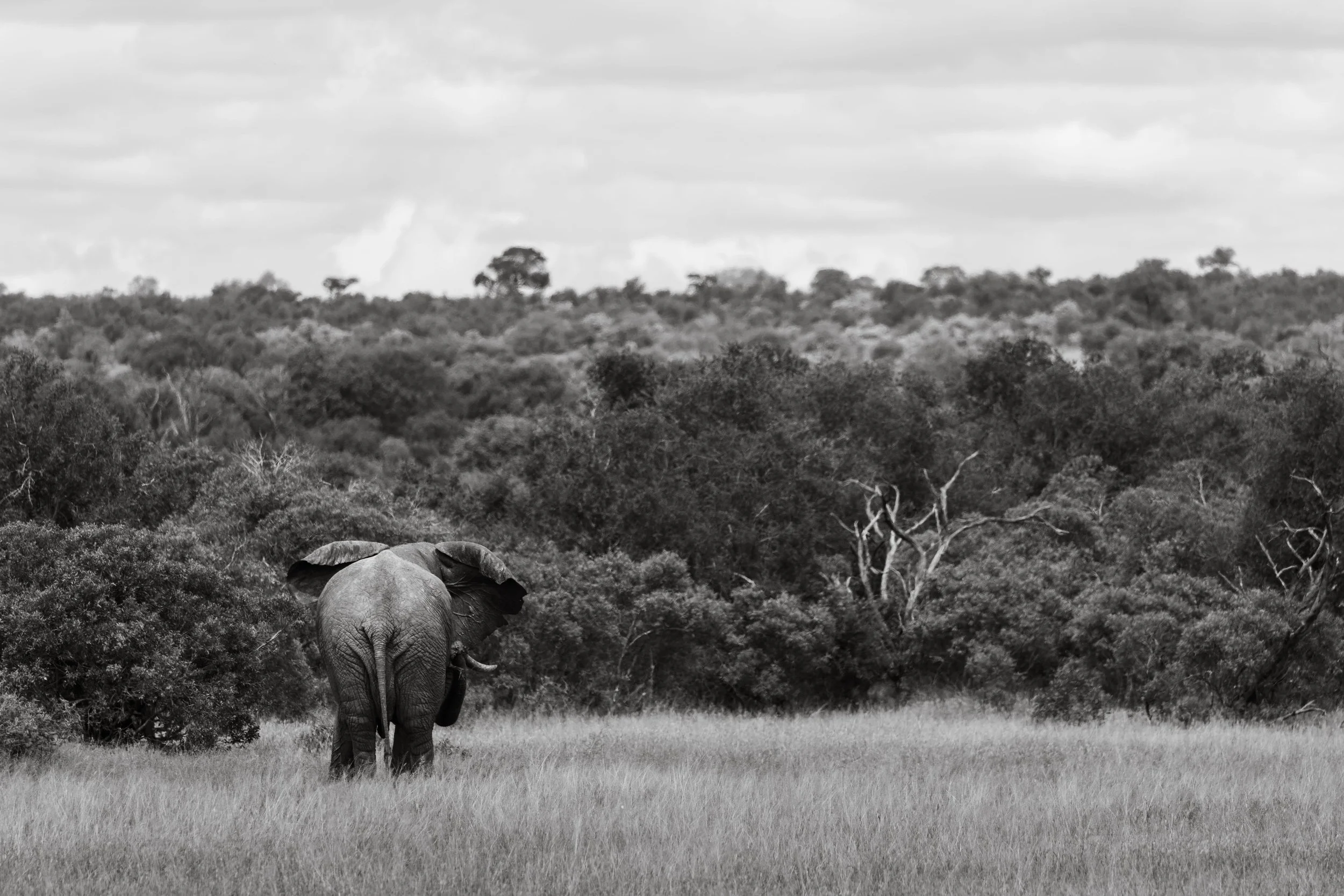 Day 6 The Kruger (7).jpg