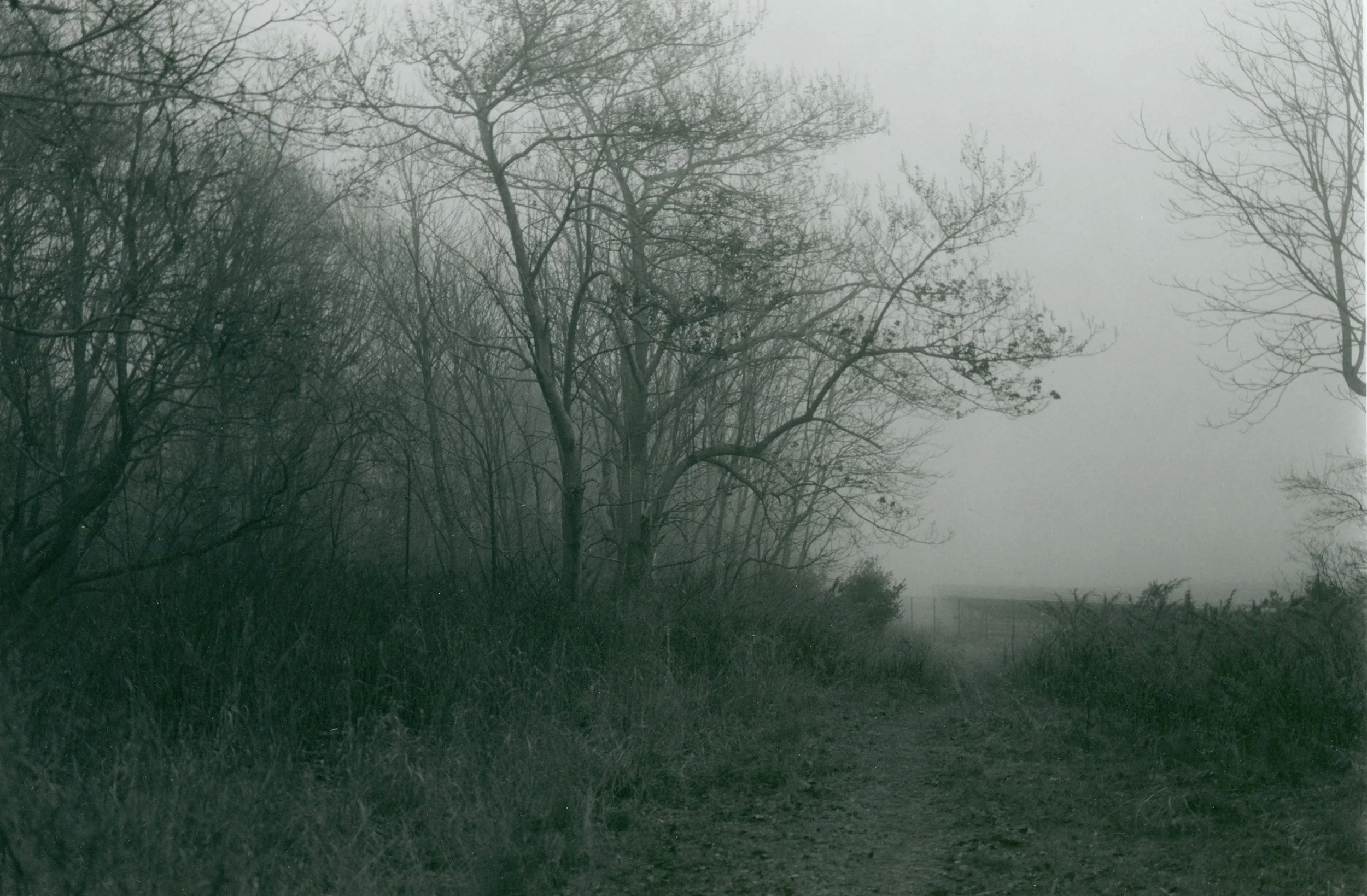 Field in fog, Monhagen Island